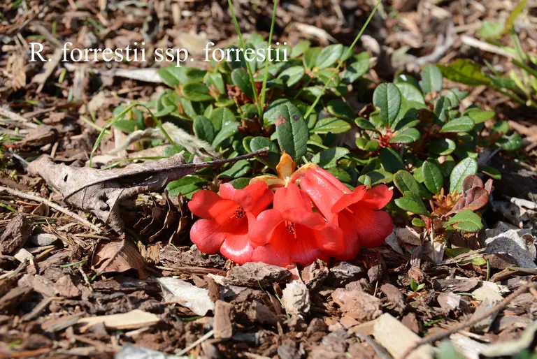 Photo of R. forrestii ssp forrestii, Species