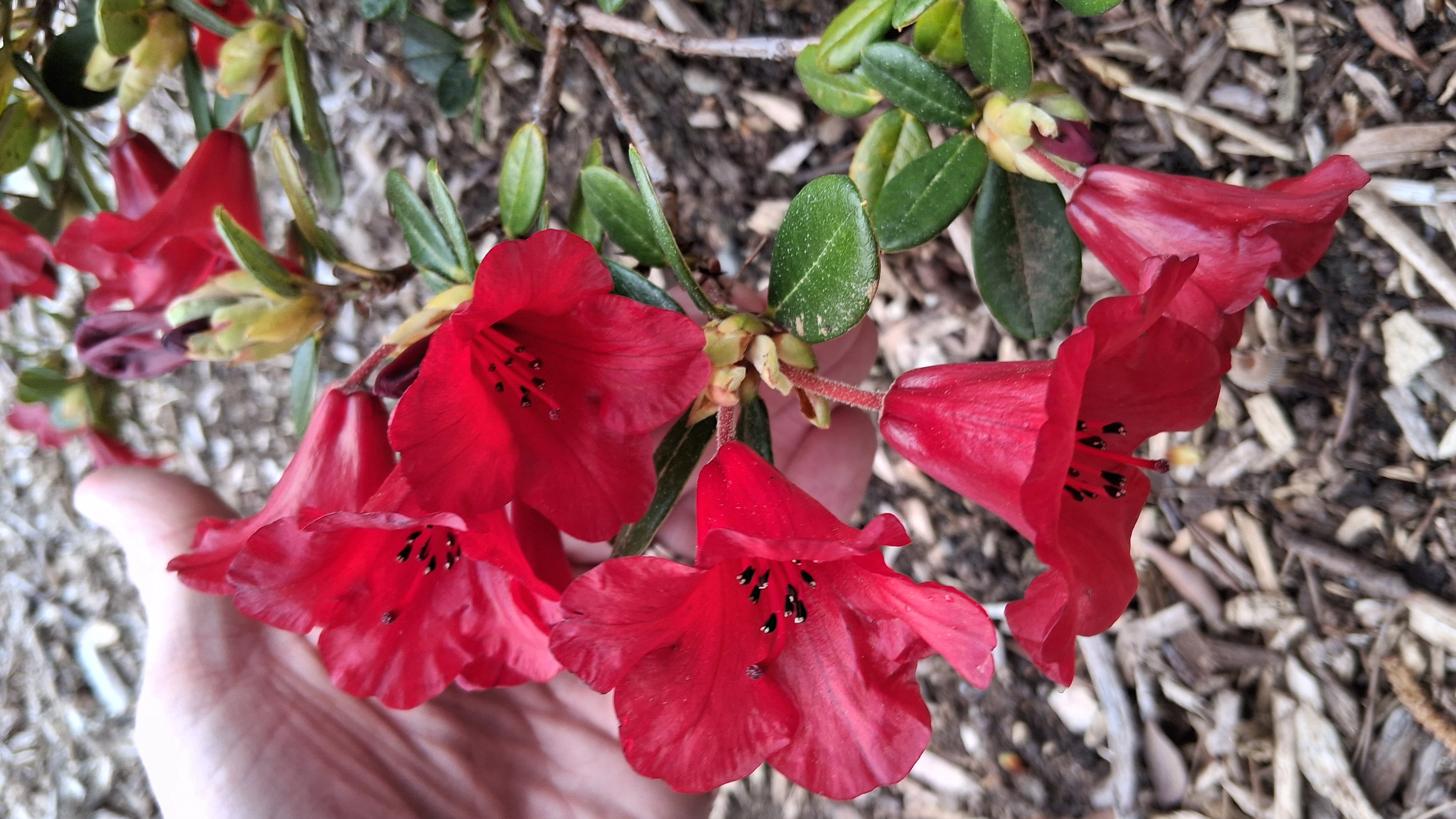 Rhododendron forrestii ssp forrestii photo