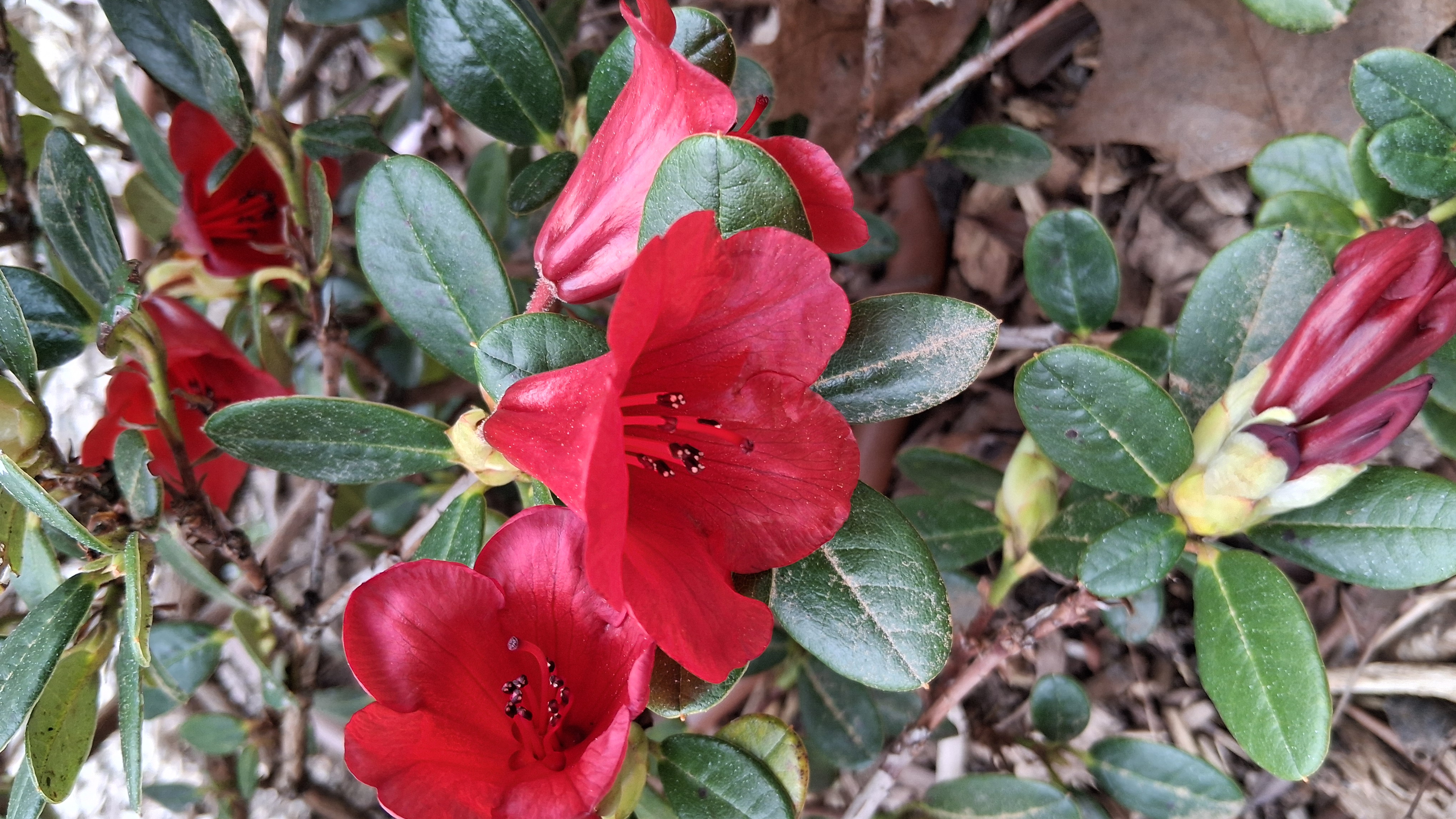 Rhododendron forrestii ssp forrestii photo