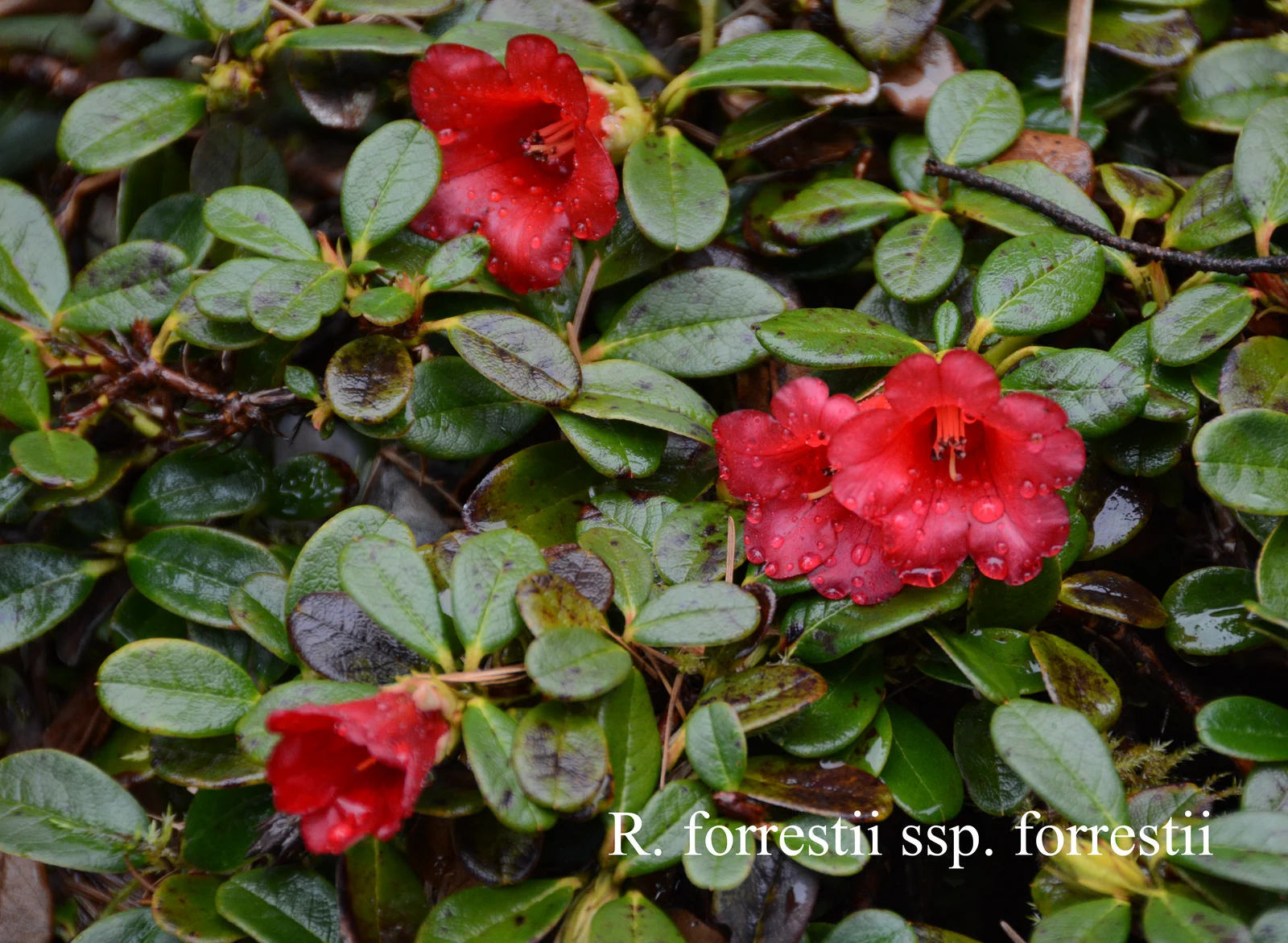 R. forrestii ssp forrestii photo of R. forrestii ssp forrestii. Location: Fearing's Farm Nursery, Abbotsford, BC, Canada. Photo by: Harold Fearing