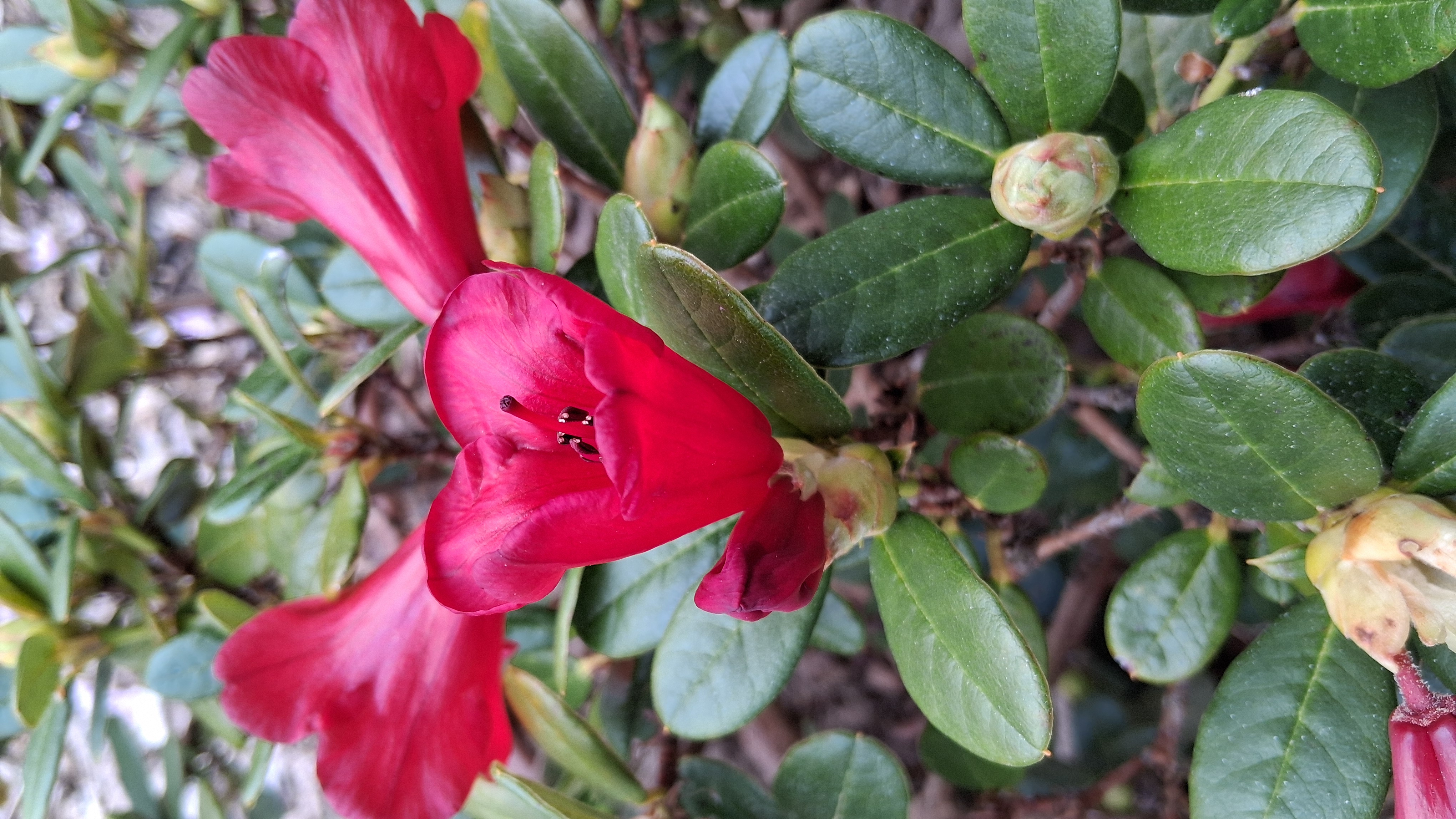 Rhododendron forrestii ssp forrestii photo