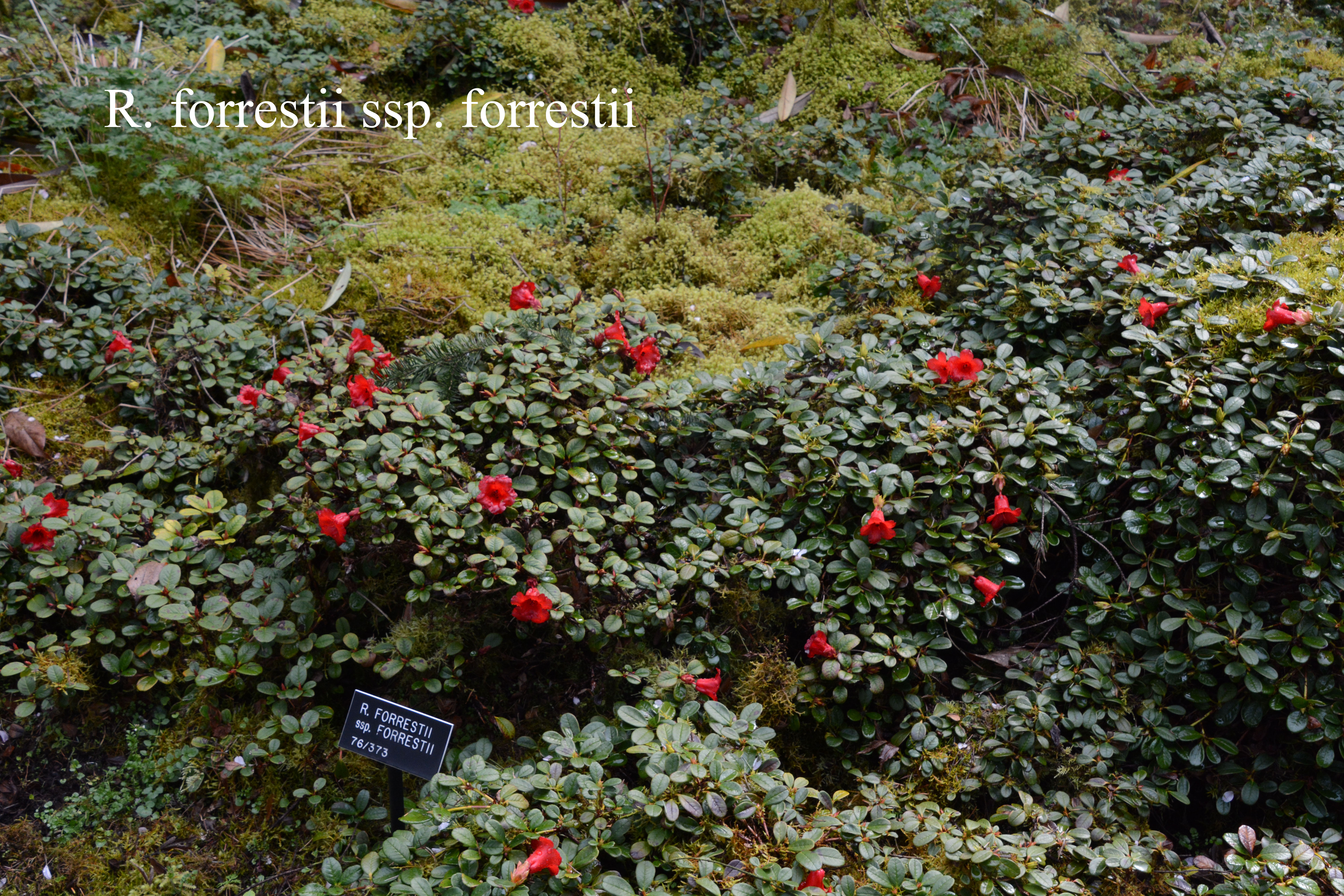 Rhododendron forrestii ssp forrestii photo