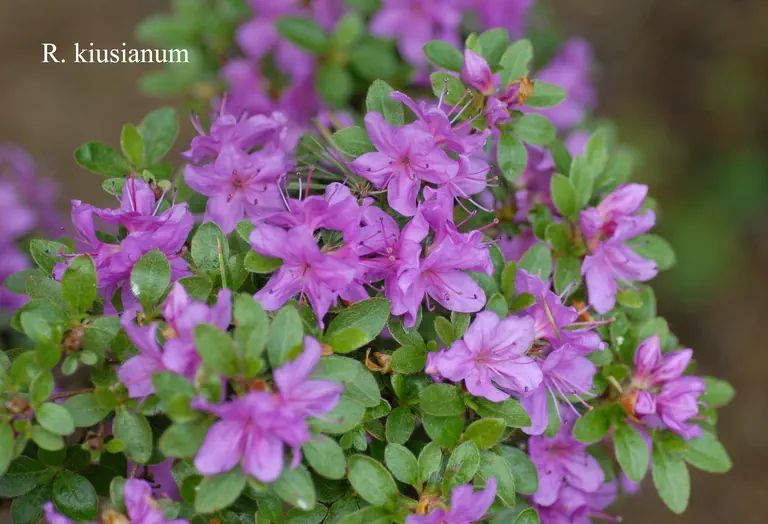 Photo of R. kiusianum var kiusianum, Species