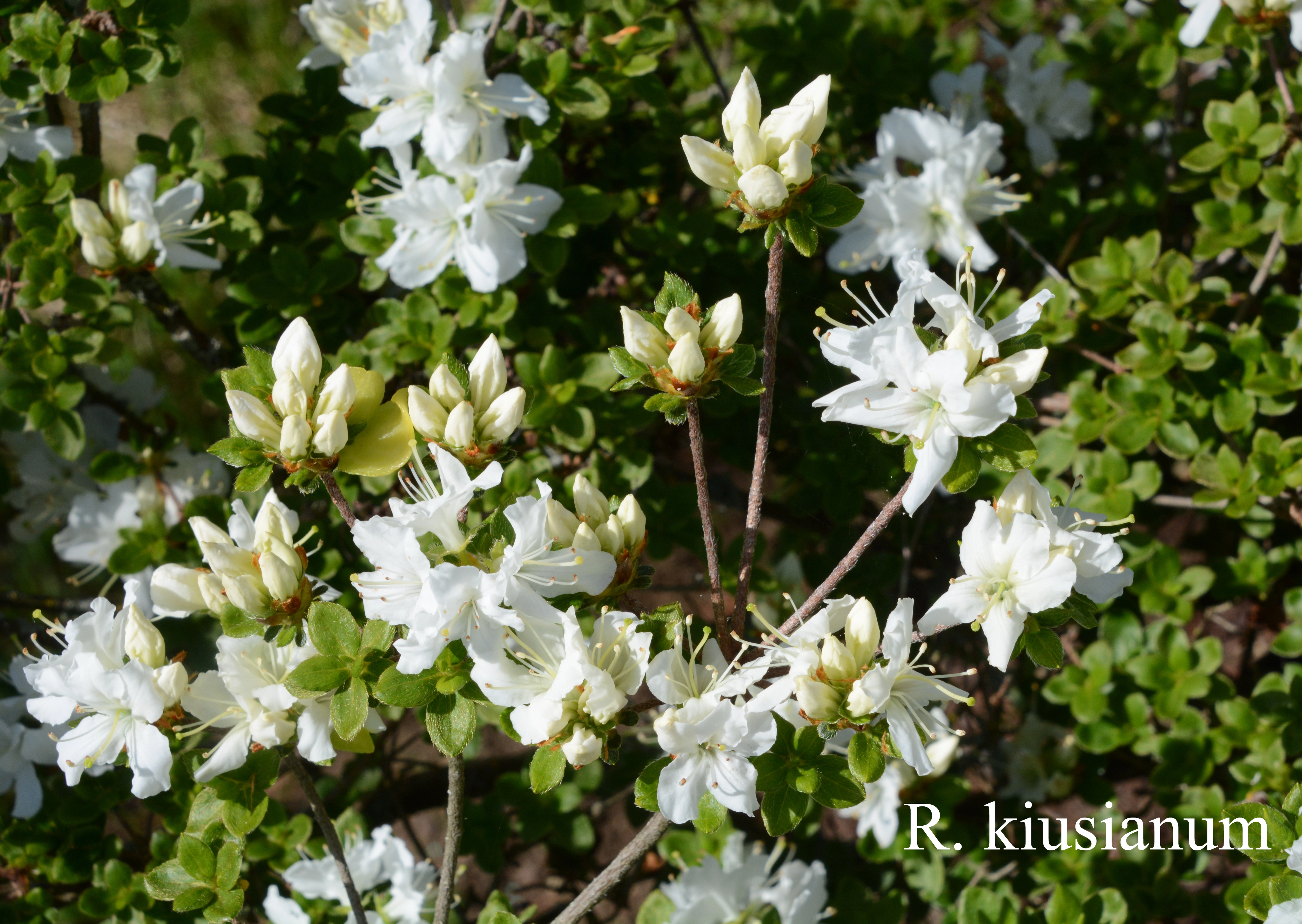 Rhododendron kiusianum var kiusianum photo