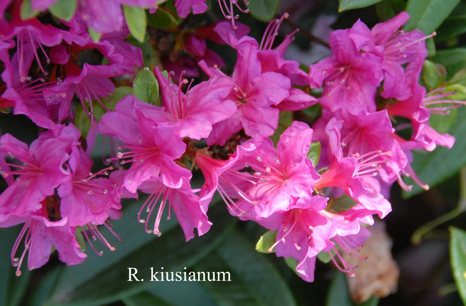 R. kiusianum var kiusianum photo of R. kiusianum var kiusianum. Location: Fearing's Farm Nursery, Abbotsford, BC, Canada. Photo by: Harold Fearing