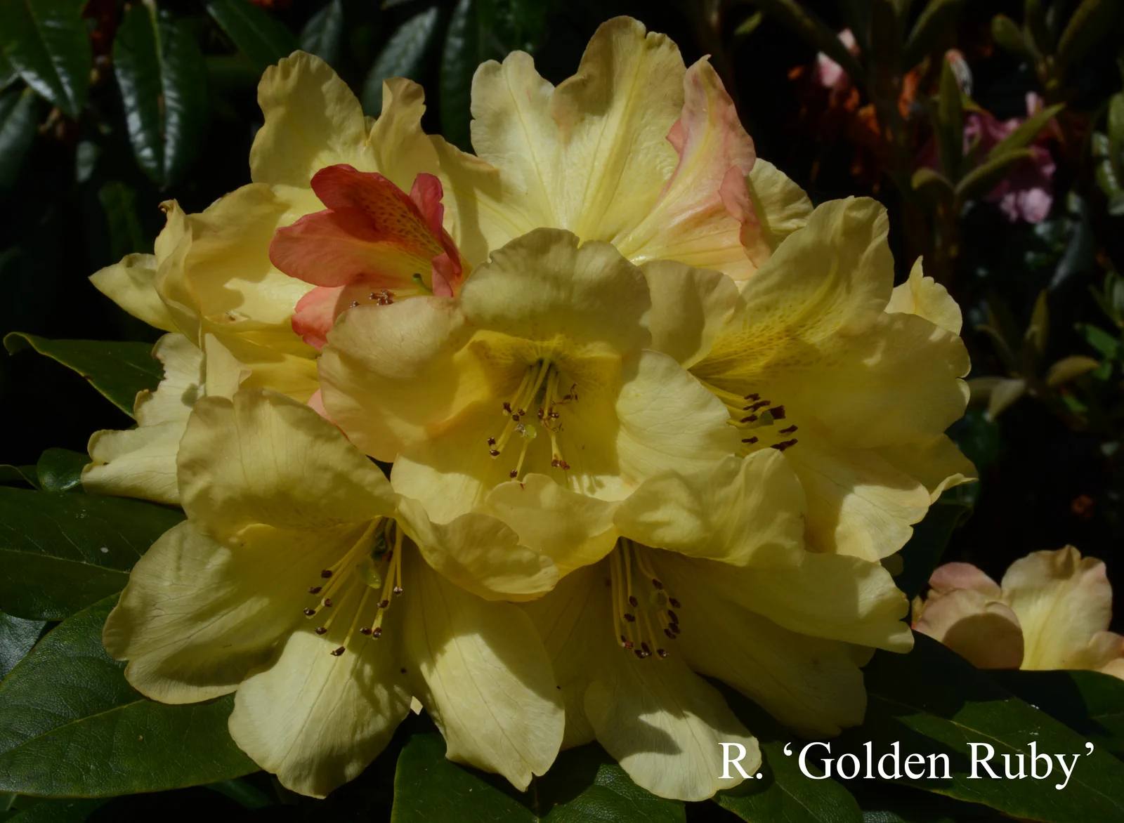 R. 'Golden Ruby' photo of R. 'Golden Ruby'. Location: Fearing's Farm Nursery, Abbotsford, BC, Canada. Photo by: Harold Fearing