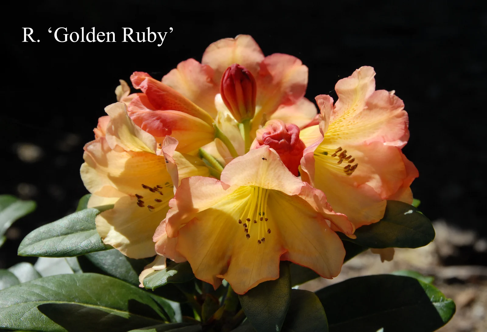 R. 'Golden Ruby' photo of R. 'Golden Ruby'. Location: Fearing's Farm Nursery, Abbotsford, BC, Canada. Photo by: Harold Fearing