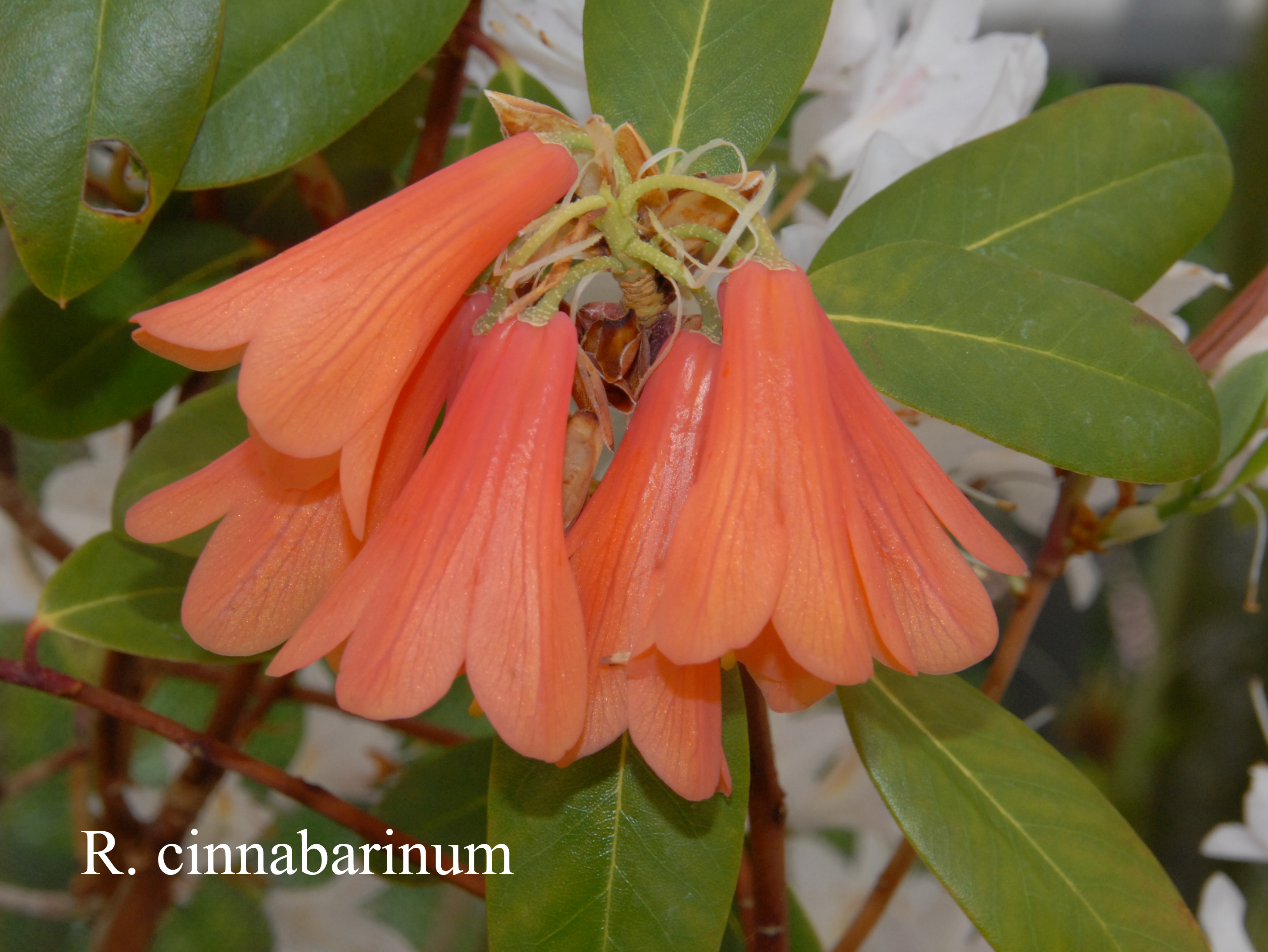 Rhododendron cinnabarinum ssp cinnabarinum photo