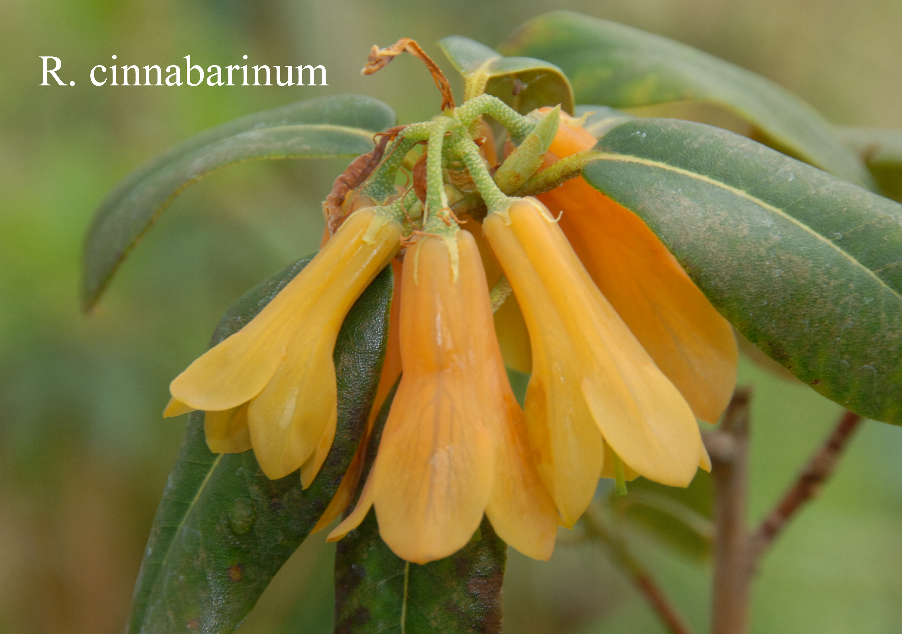Rhododendron cinnabarinum ssp cinnabarinum photo