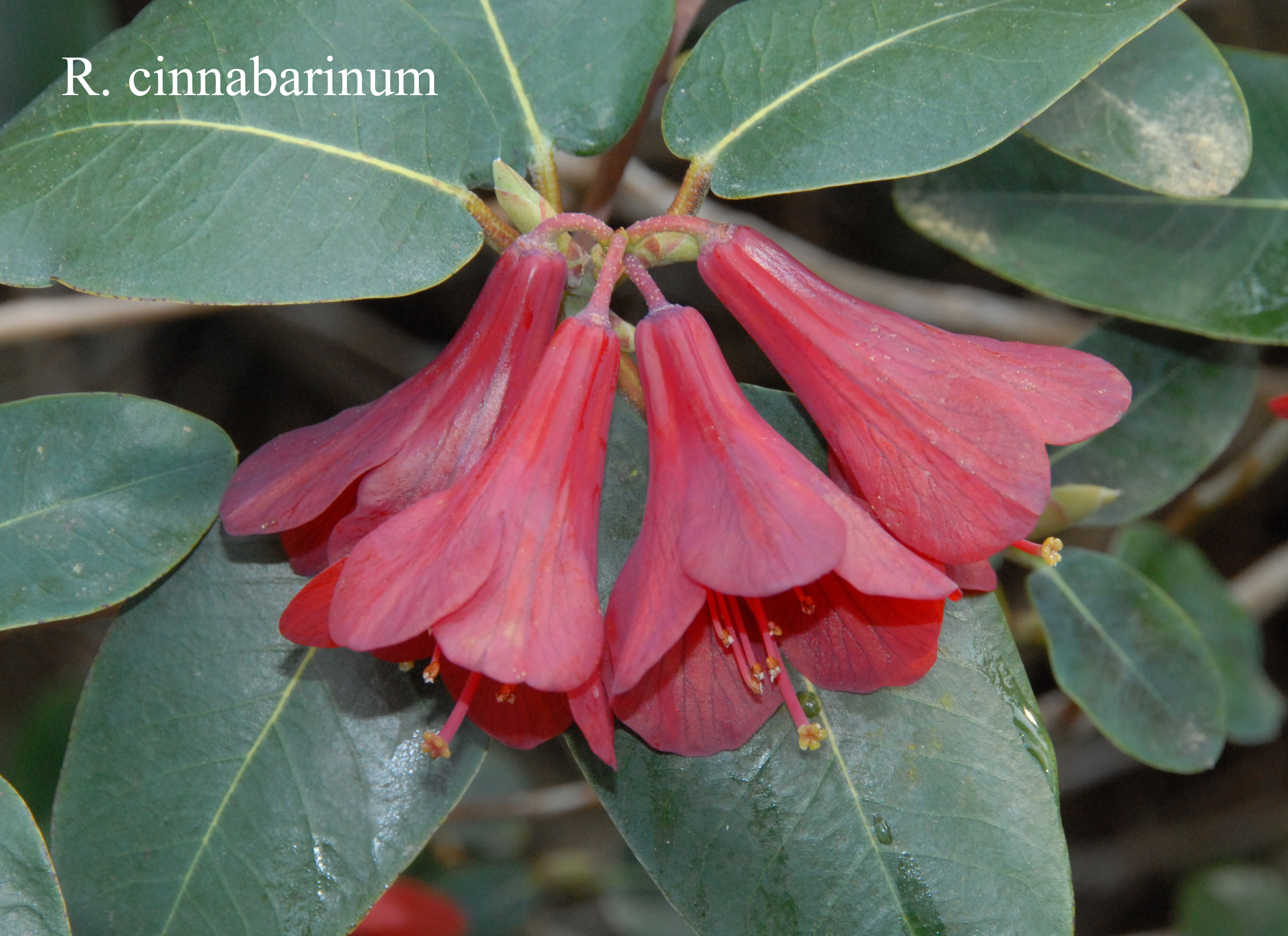 Rhododendron cinnabarinum ssp cinnabarinum photo
