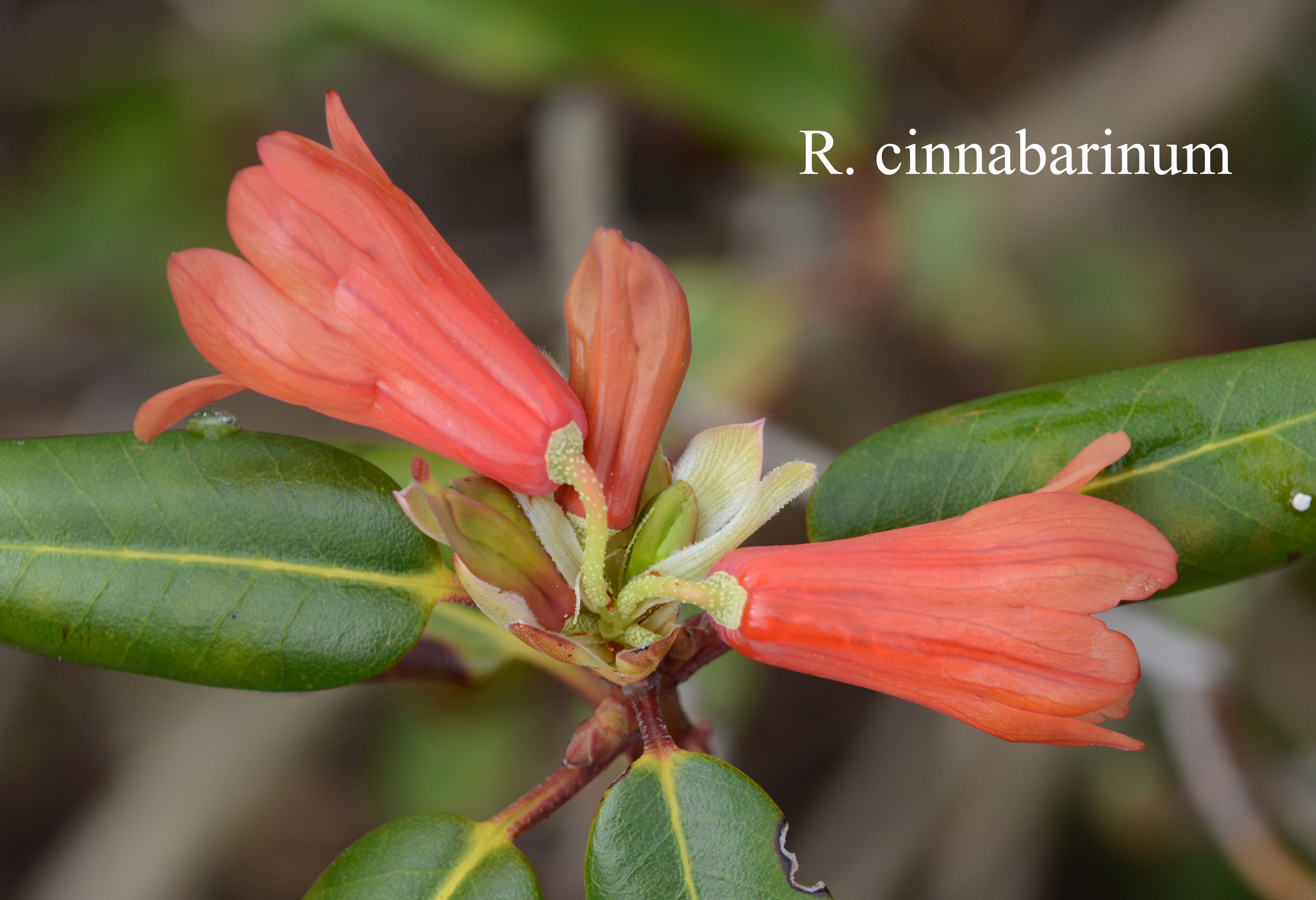 Rhododendron cinnabarinum ssp cinnabarinum photo