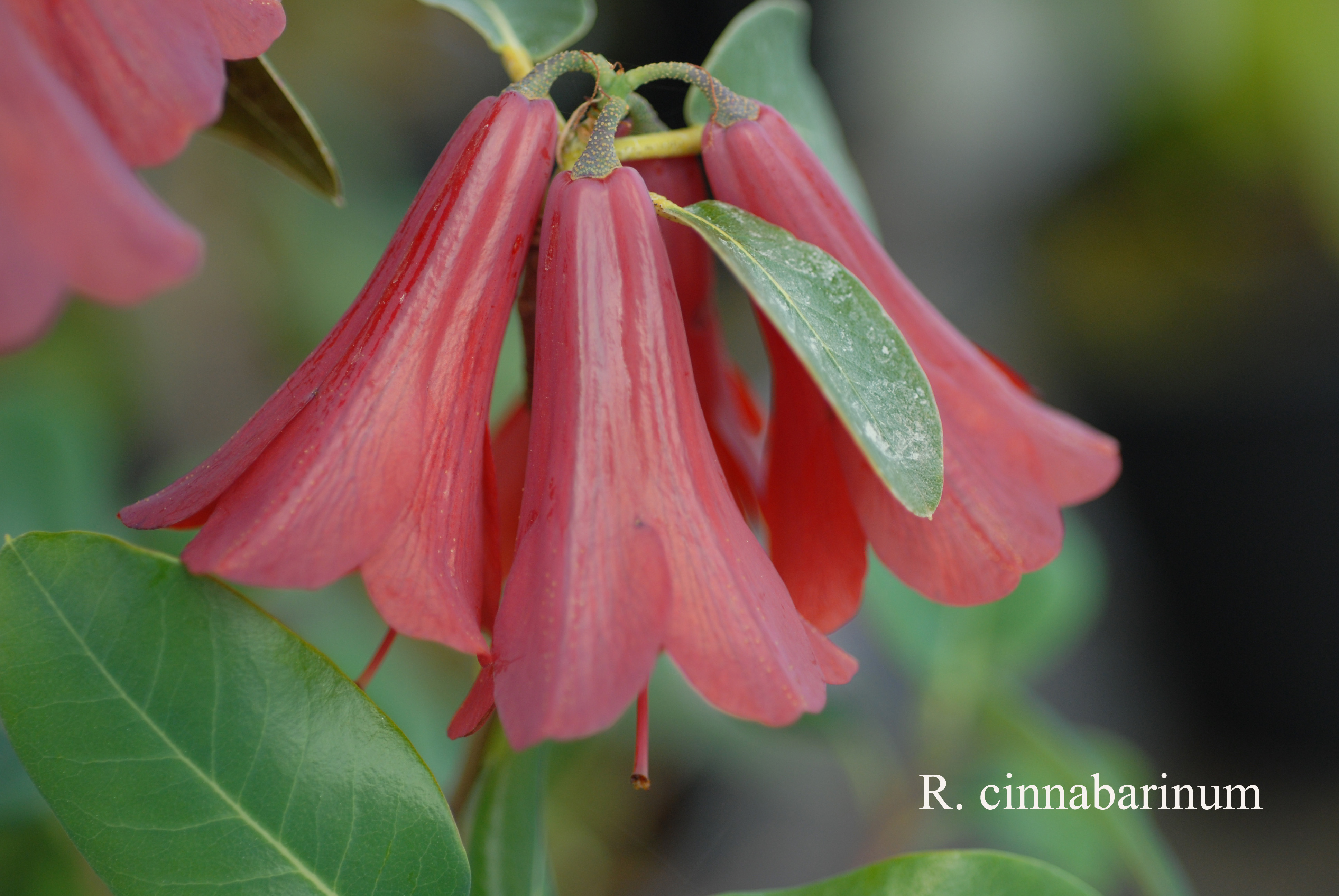 Rhododendron cinnabarinum ssp cinnabarinum photo