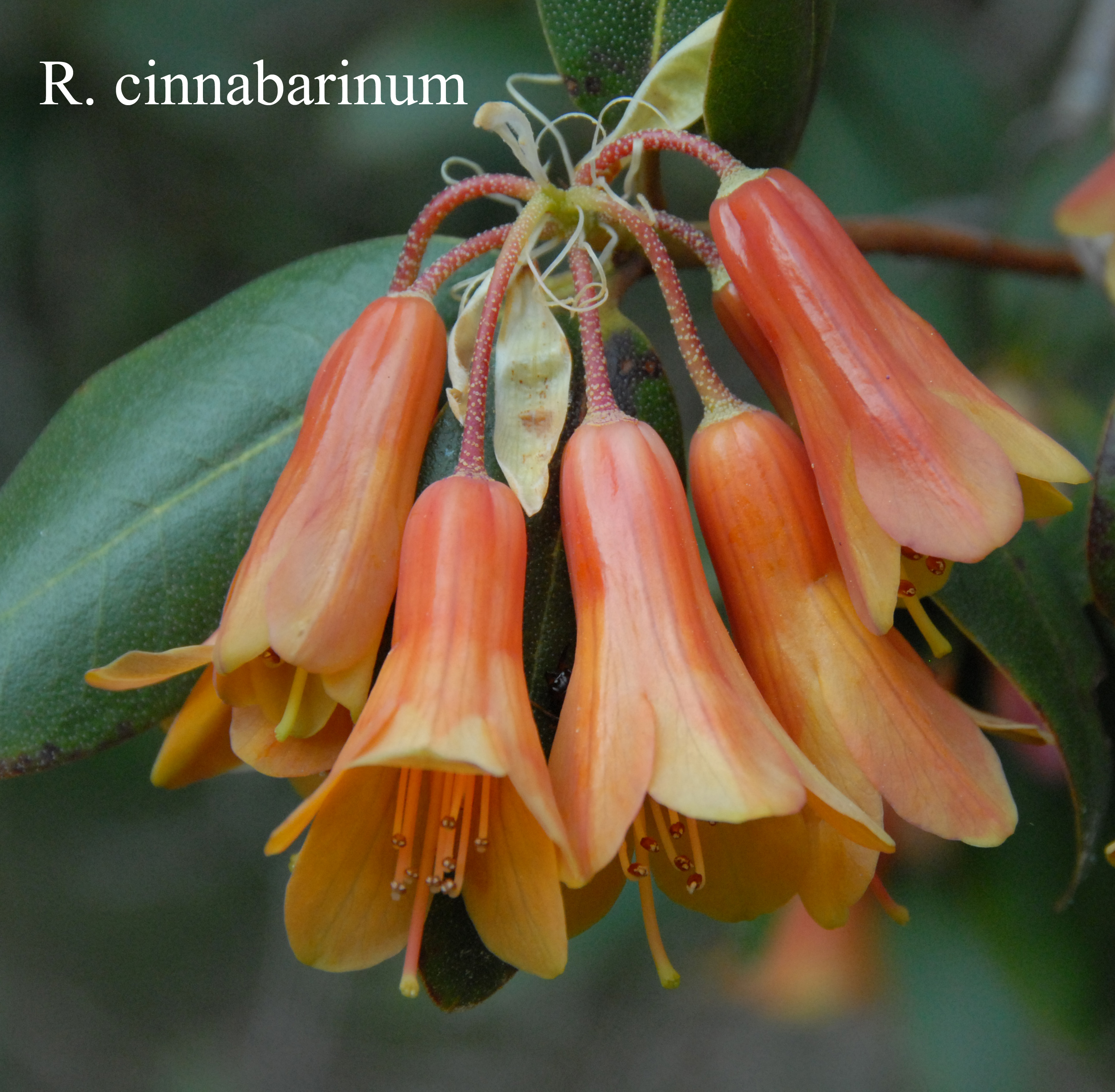 Rhododendron cinnabarinum ssp cinnabarinum photo