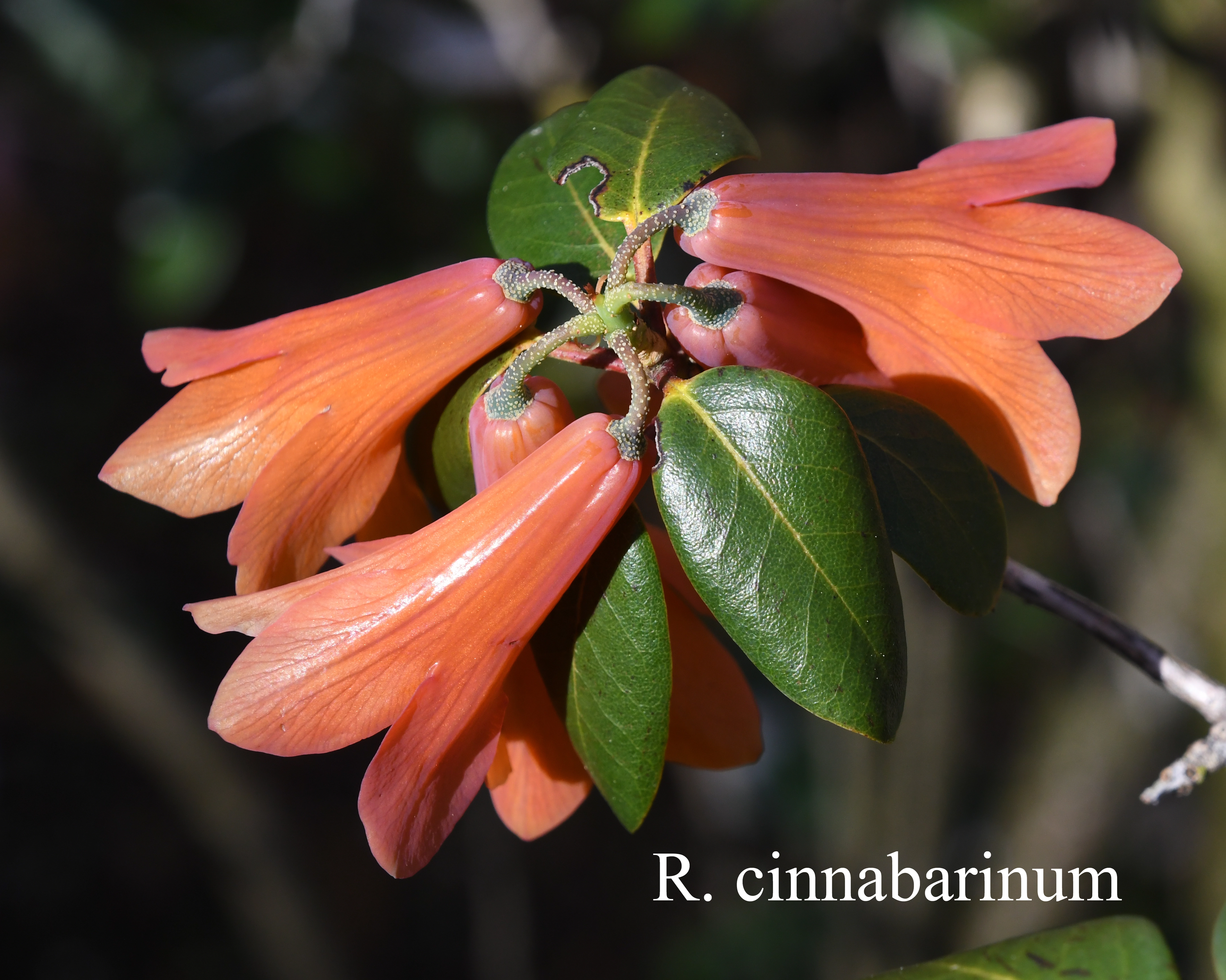 Rhododendron cinnabarinum ssp cinnabarinum photo