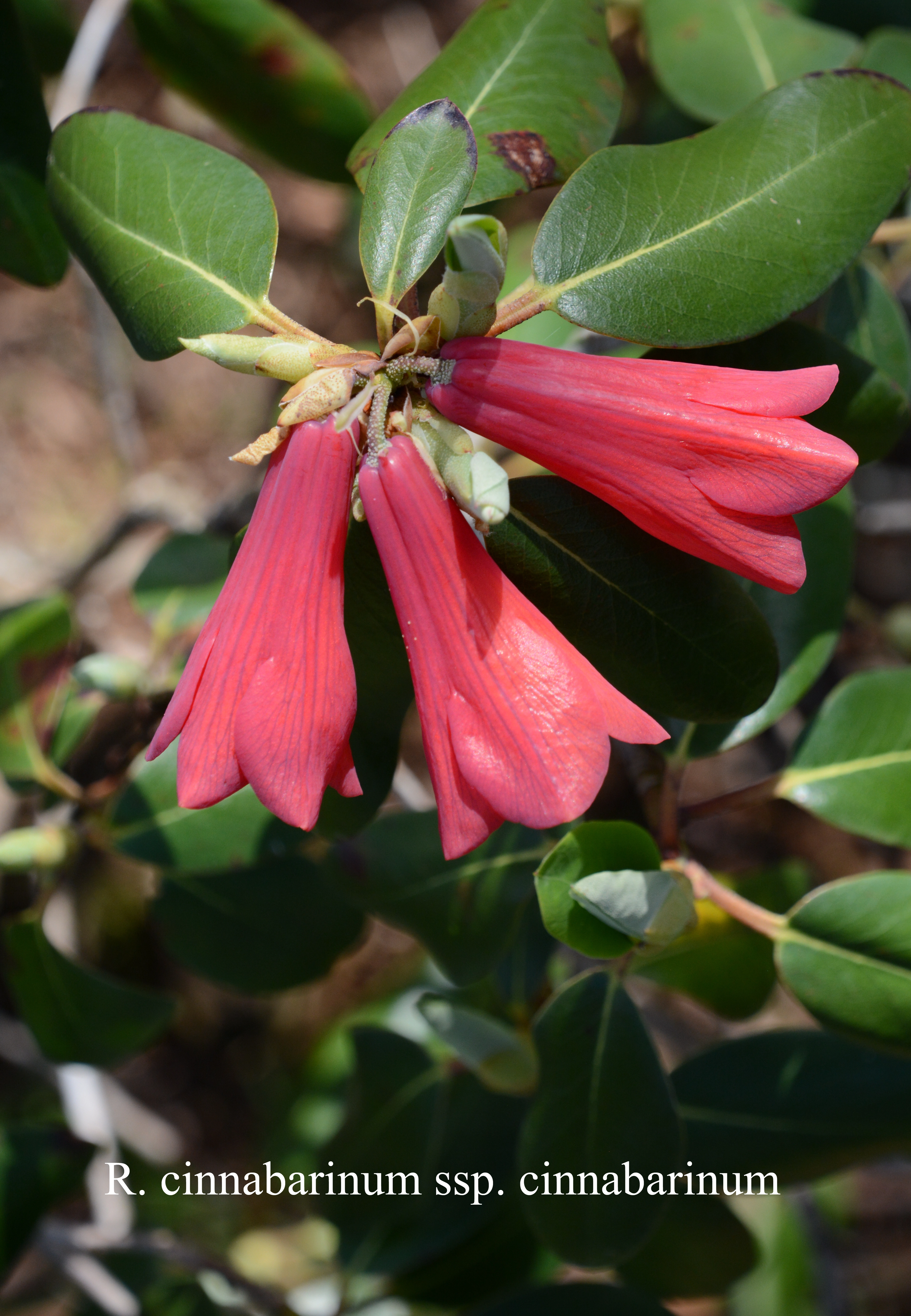 Rhododendron cinnabarinum ssp cinnabarinum photo