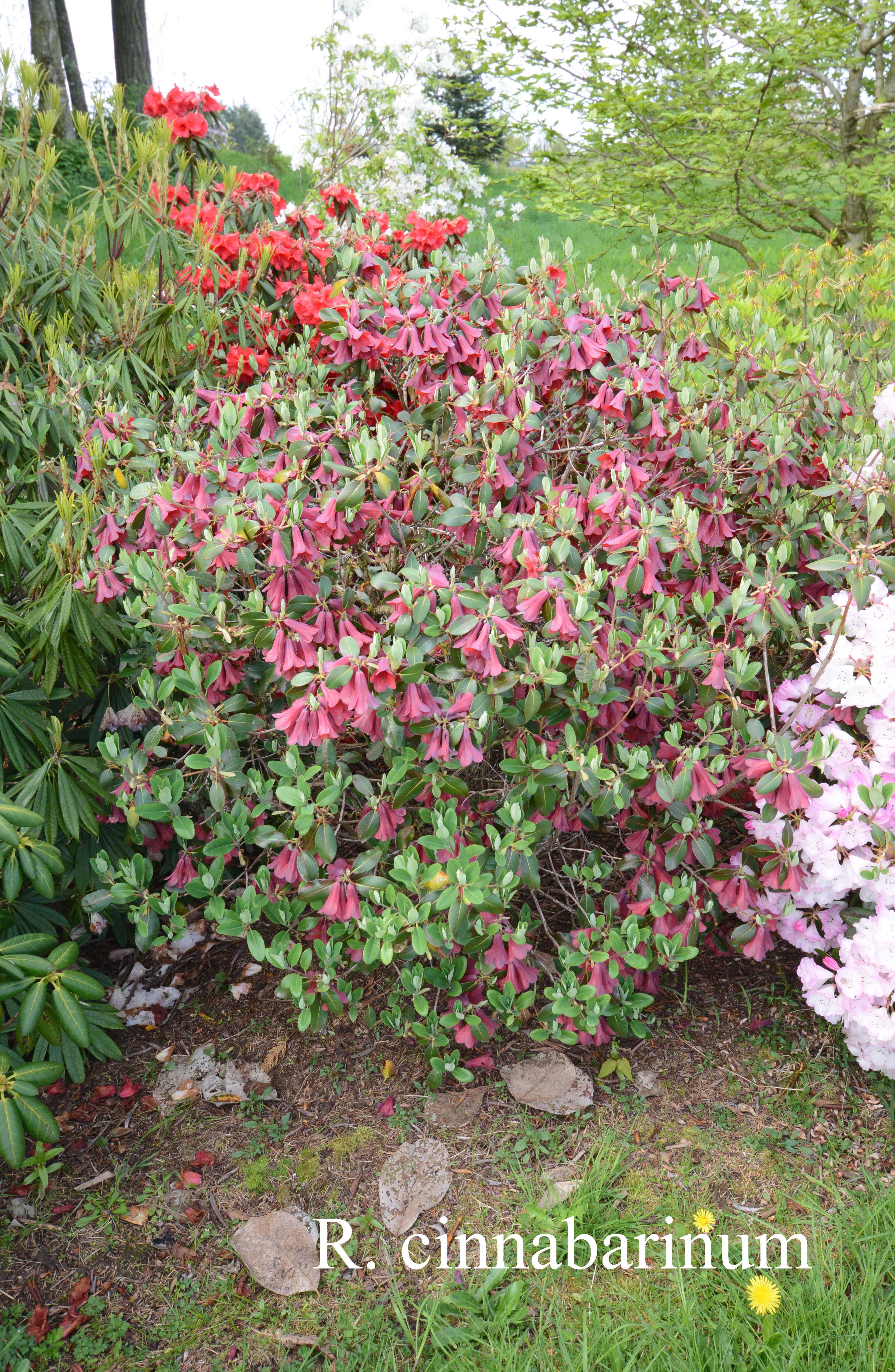 Rhododendron cinnabarinum ssp cinnabarinum photo