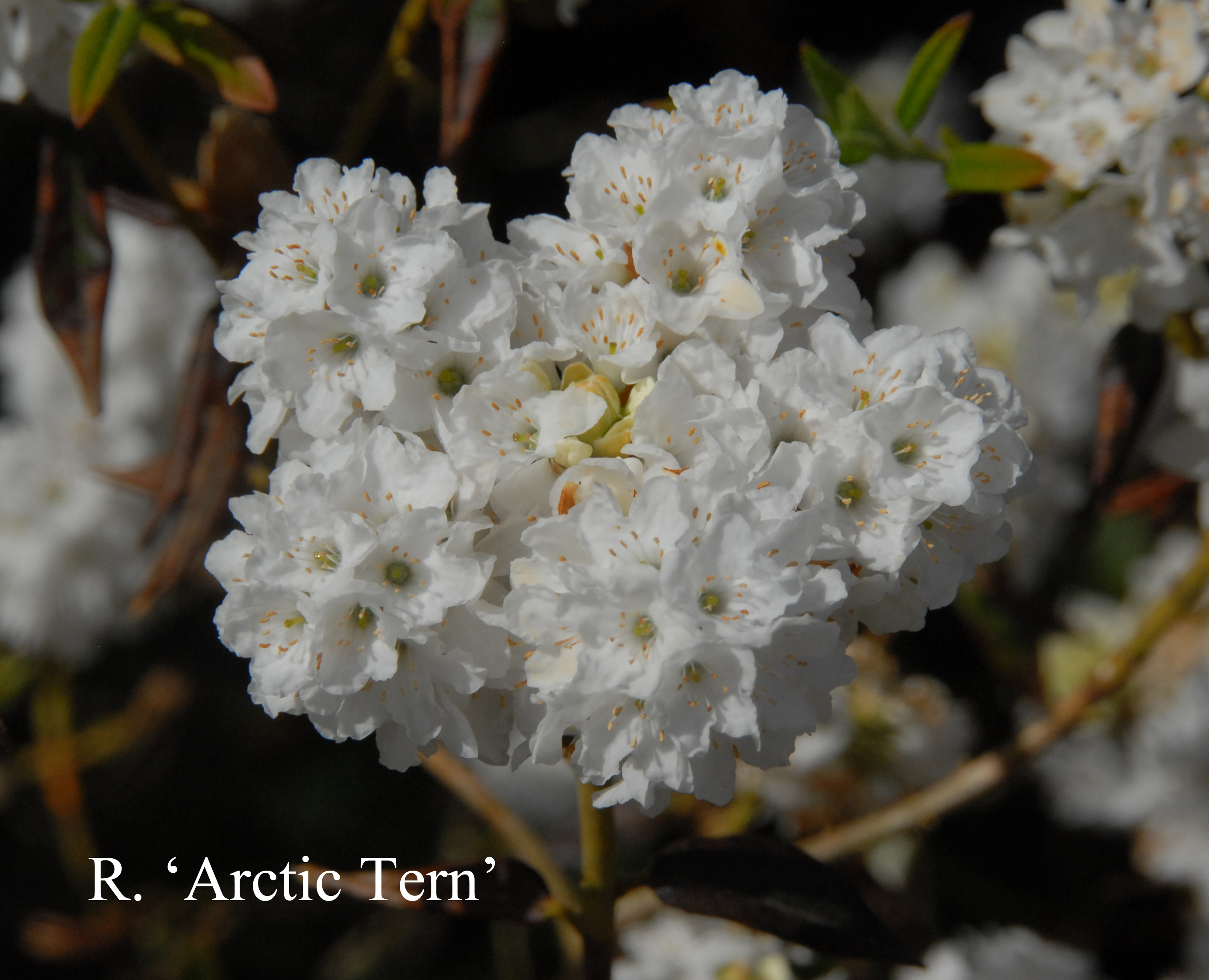 Rhododendron Arctic Tern photo