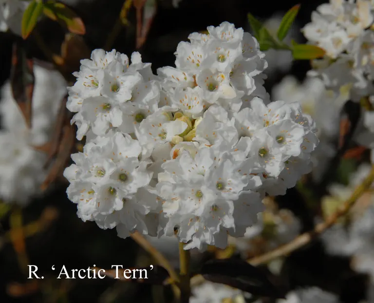 Photo of R. 'Arctic Tern', Rhododendron Hybrid