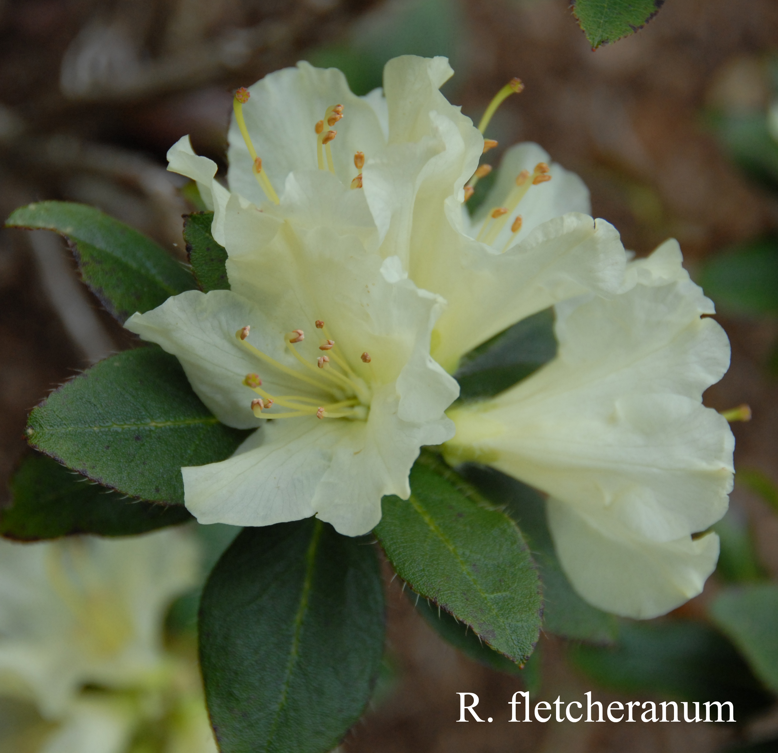 Rhododendron fletcherianum photo