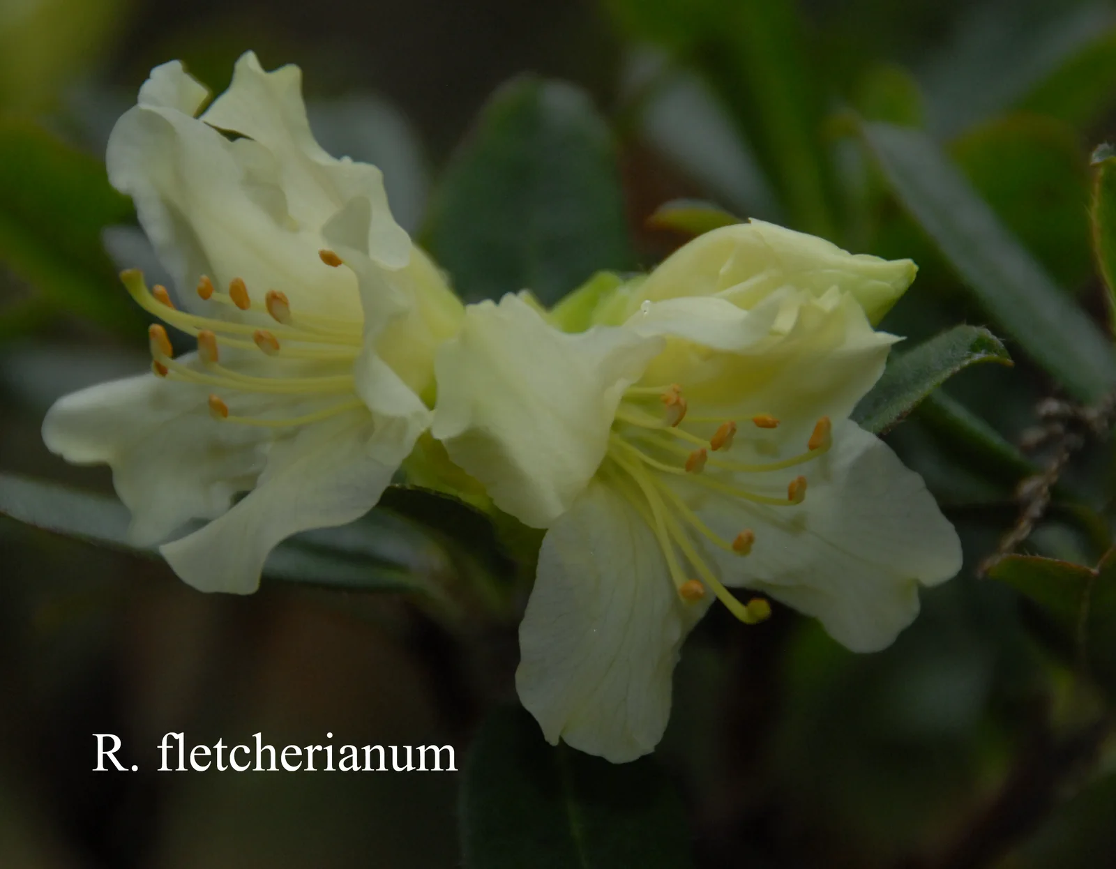 R. fletcherianum photo of R. fletcherianum. Location: Fearing's Farm Nursery, Abbotsford, BC, Canada. Photo by: Harold Fearing