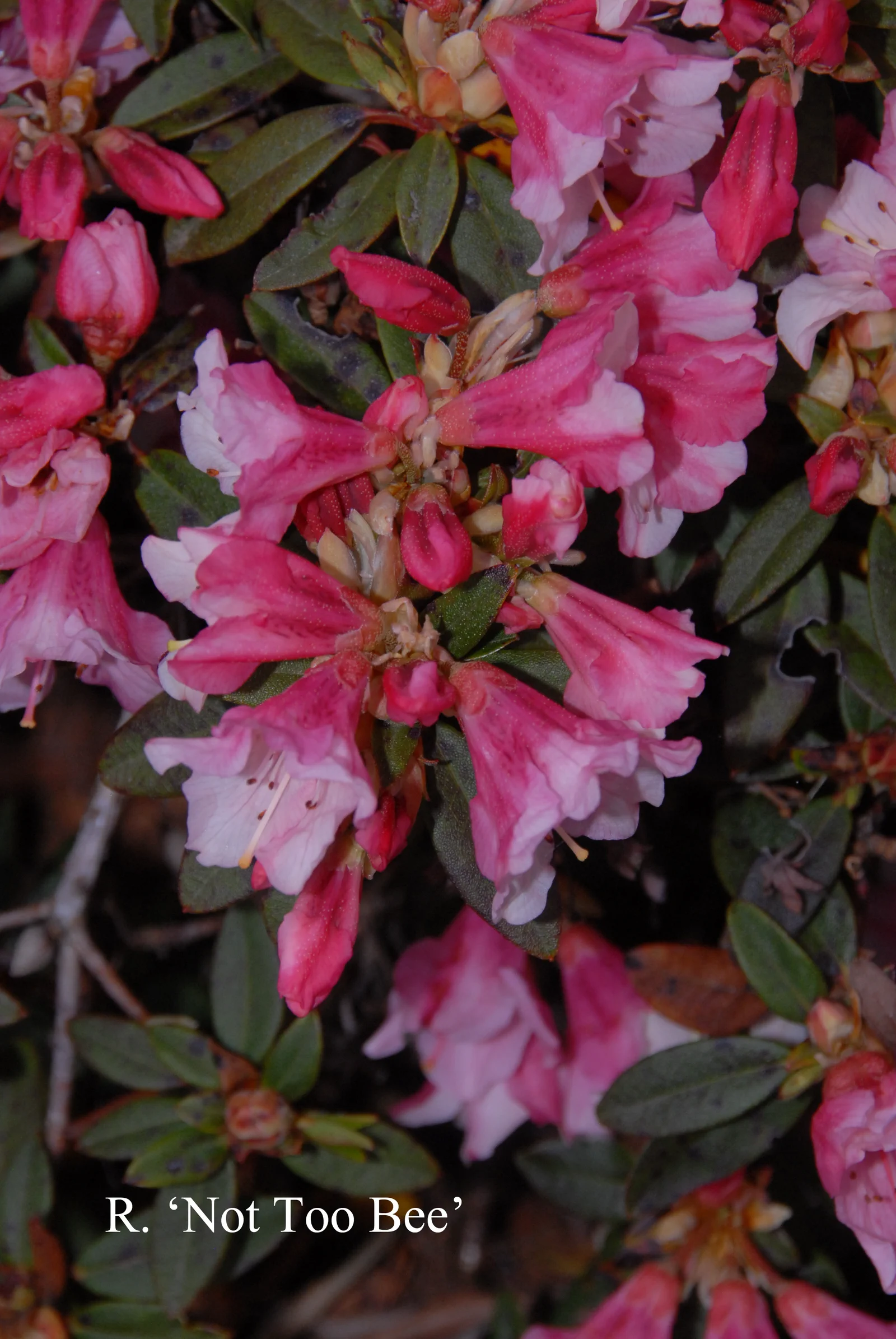 R. 'Wee Bee' photo of R. 'Wee Bee'. Location: Fearing's Farm Nursery, Abbotsford, BC, Canada. Photo by: Harold Fearing