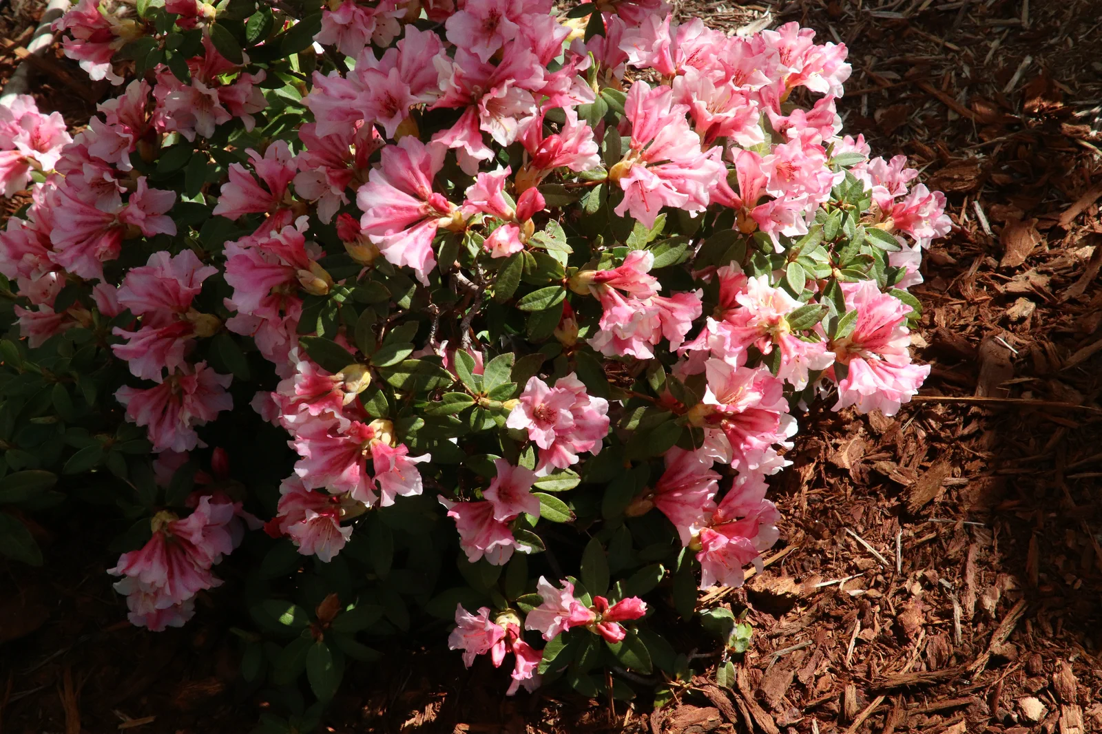 R. 'Wee Bee' photo of R. 'Wee Bee'. Location: Private Garden, Comox, BC, Canada. Photo by: Garth Wedemire