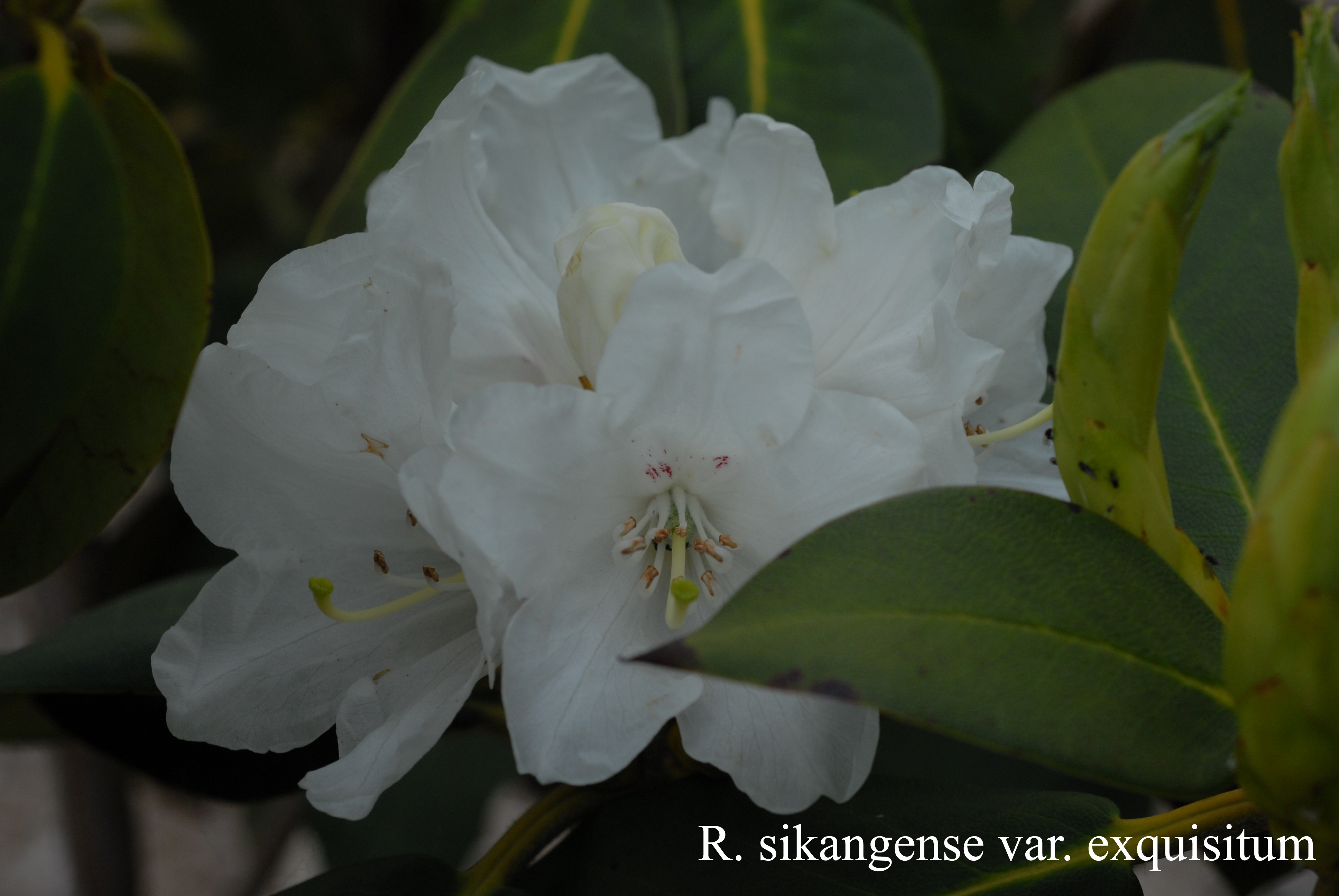 Rhododendron sikangense var exquisitum photo