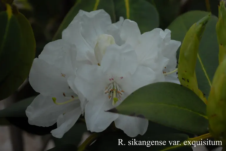 Photo of R. sikangense var exquisitum, Species