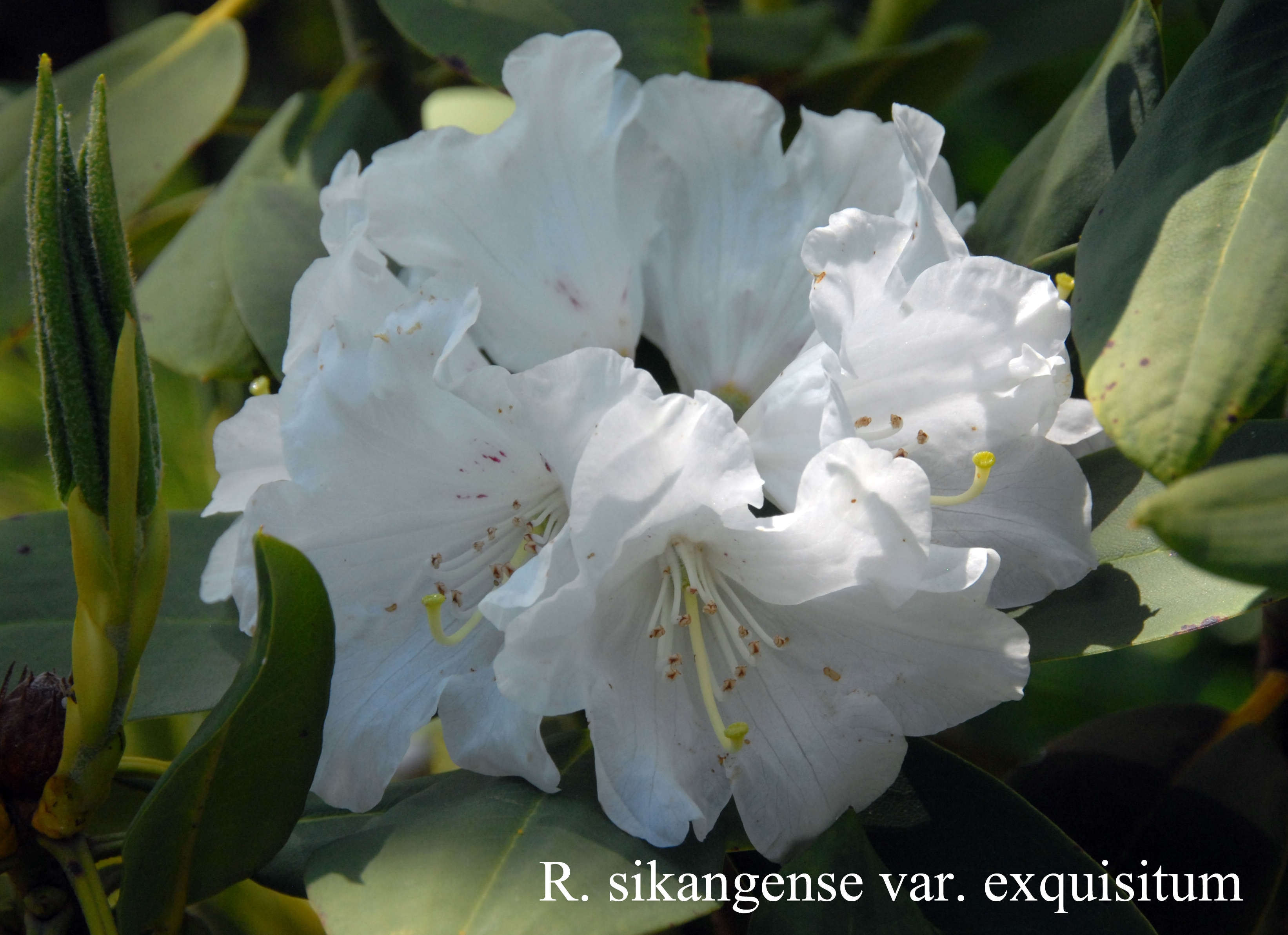 Rhododendron sikangense var exquisitum photo