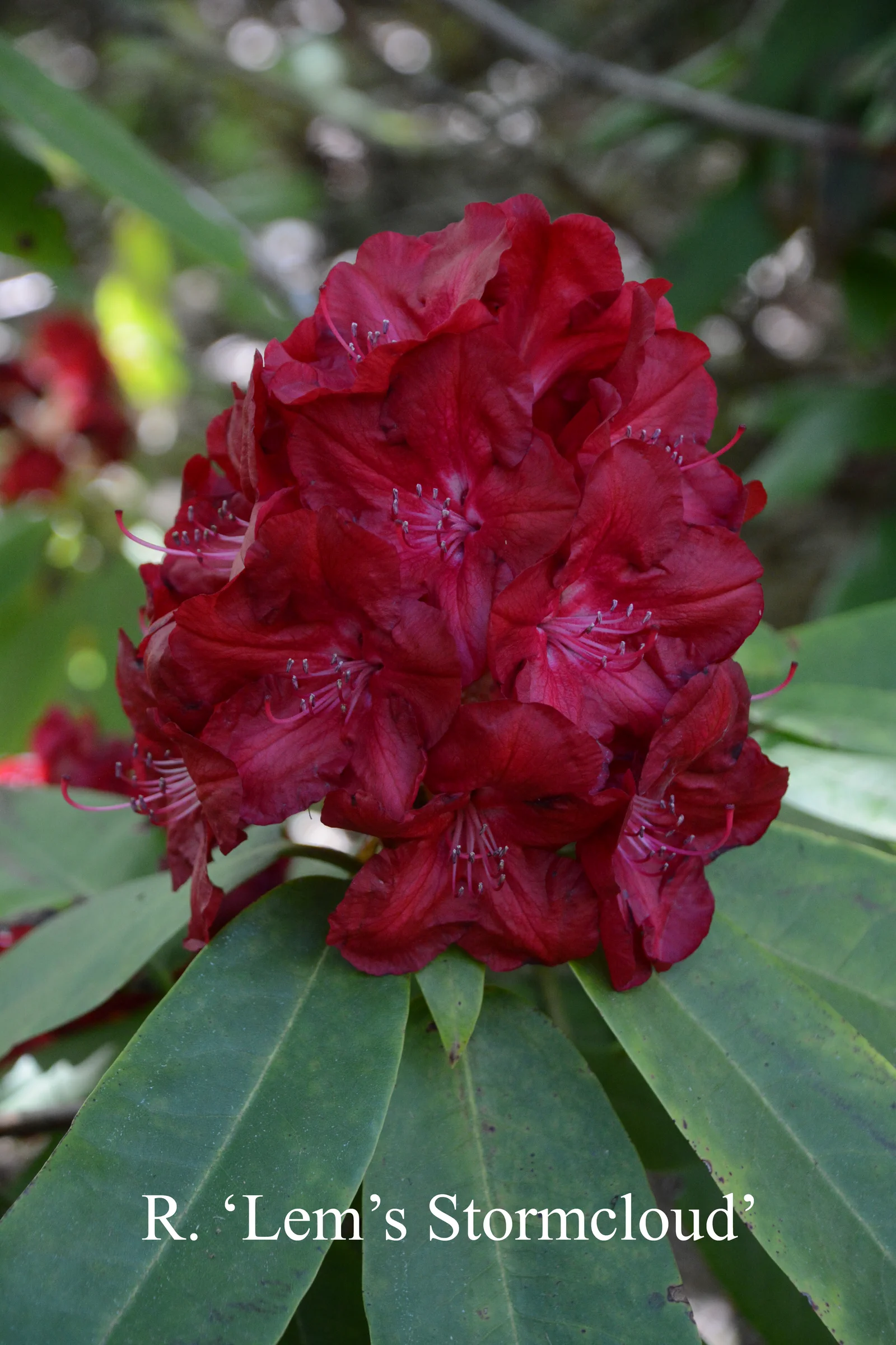 R. 'Lem's Stormcloud' photo of R. 'Lem's Stormcloud'. Location: Fearing's Farm Nursery, Abbotsford, BC, Canada. Photo by: Harold Fearing