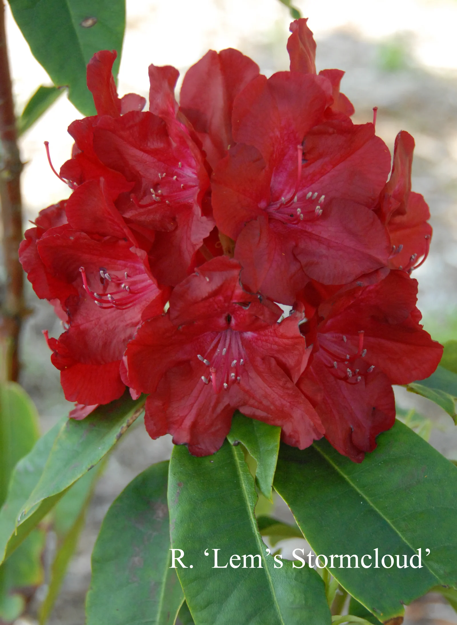 R. 'Lem's Stormcloud' photo of R. 'Lem's Stormcloud'. Location: Fearing's Farm Nursery, Abbotsford, BC, Canada. Photo by: Harold Fearing