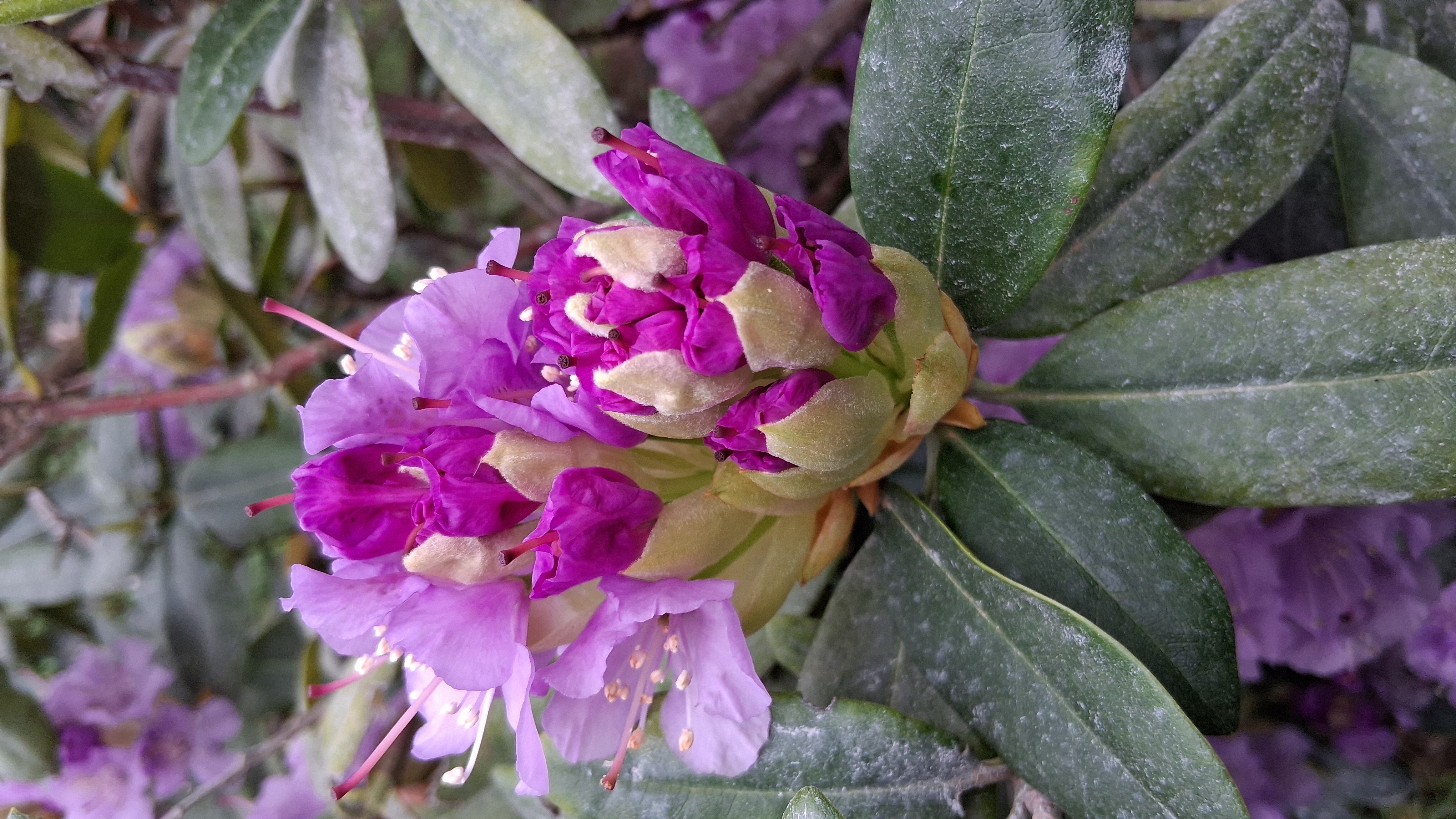 Rhododendron Lavender Queen photo