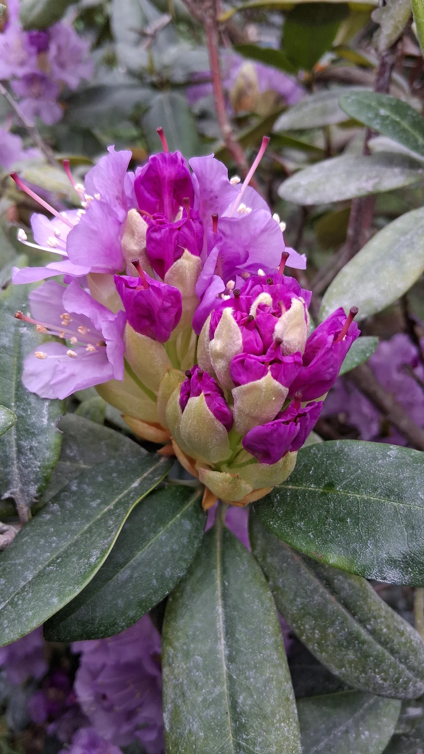 R. 'Lavender Queen' photo of R. 'Lavender Queen'. R. 'Lavender Queen' flower buds and opening buds.. Location: Private Garden Seatac, WA. Photo by: Thatrhodylady