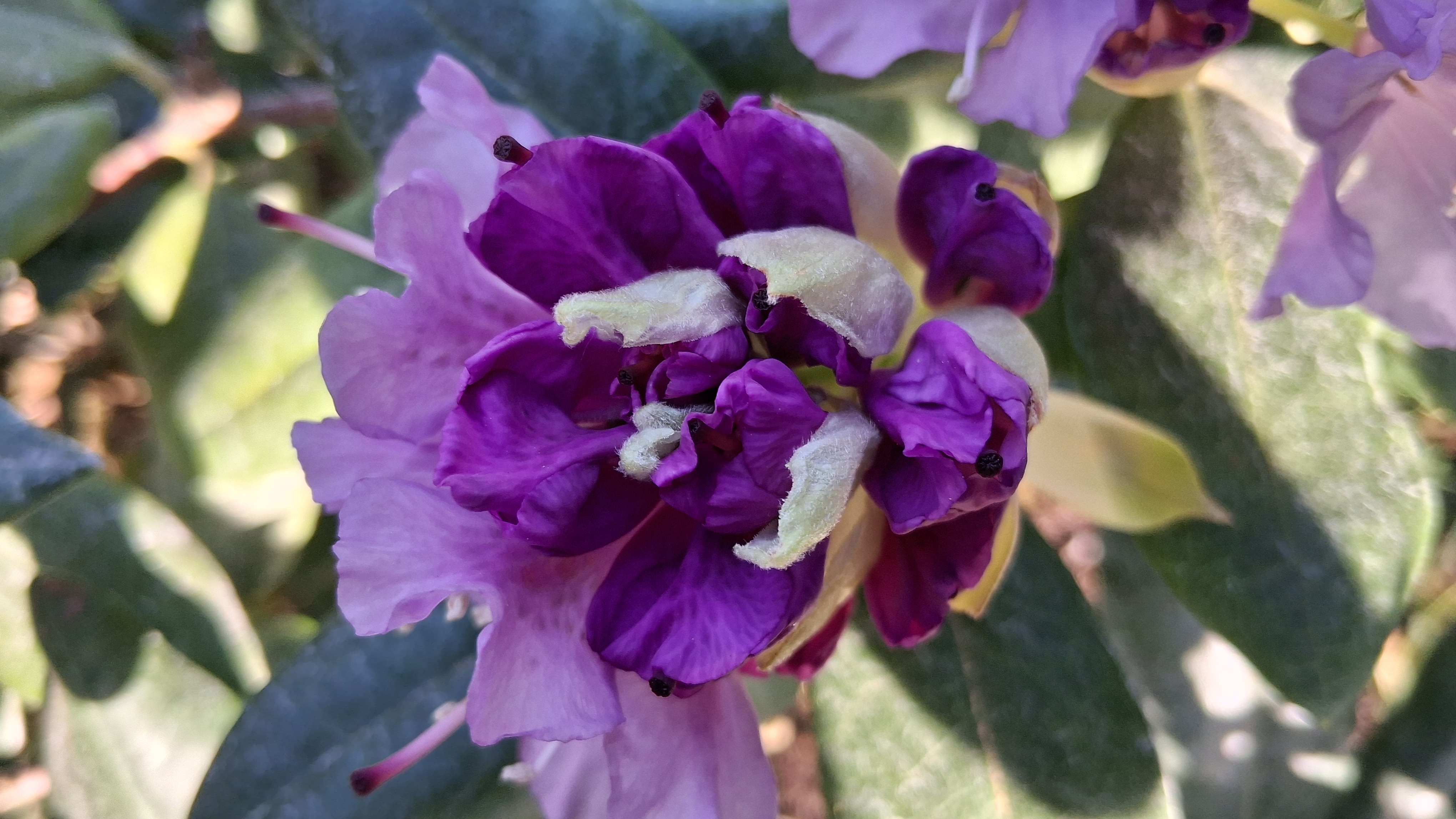 Rhododendron Lavender Queen photo