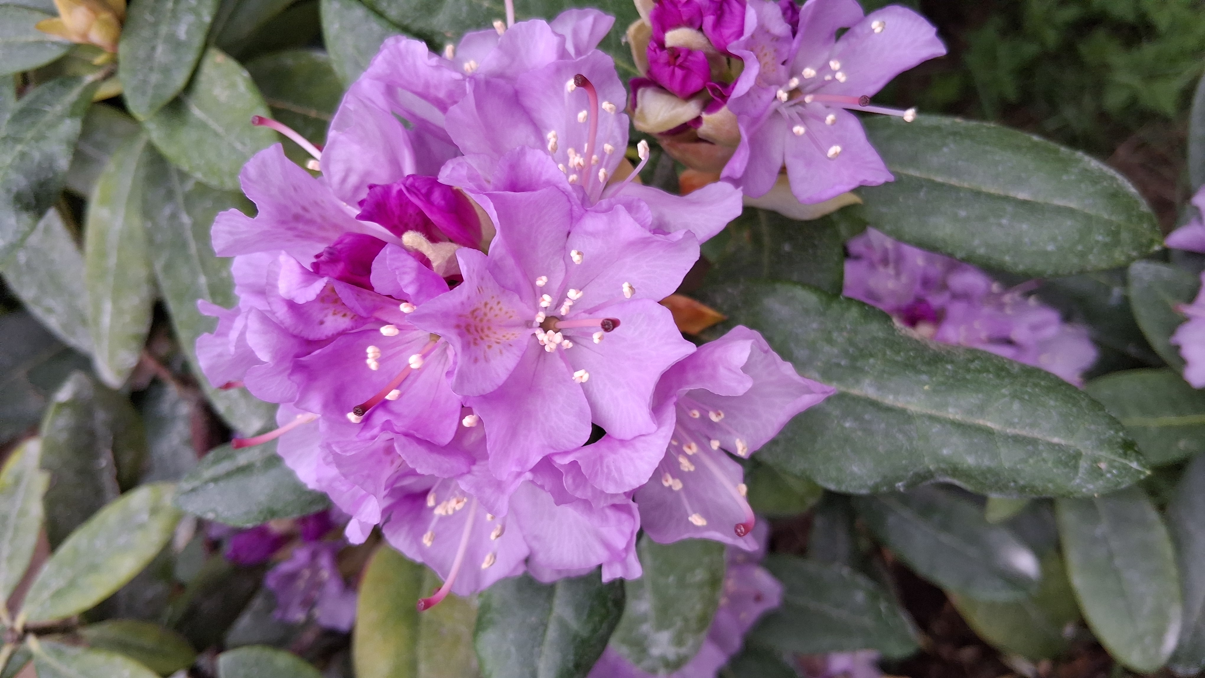 Rhododendron Lavender Queen photo