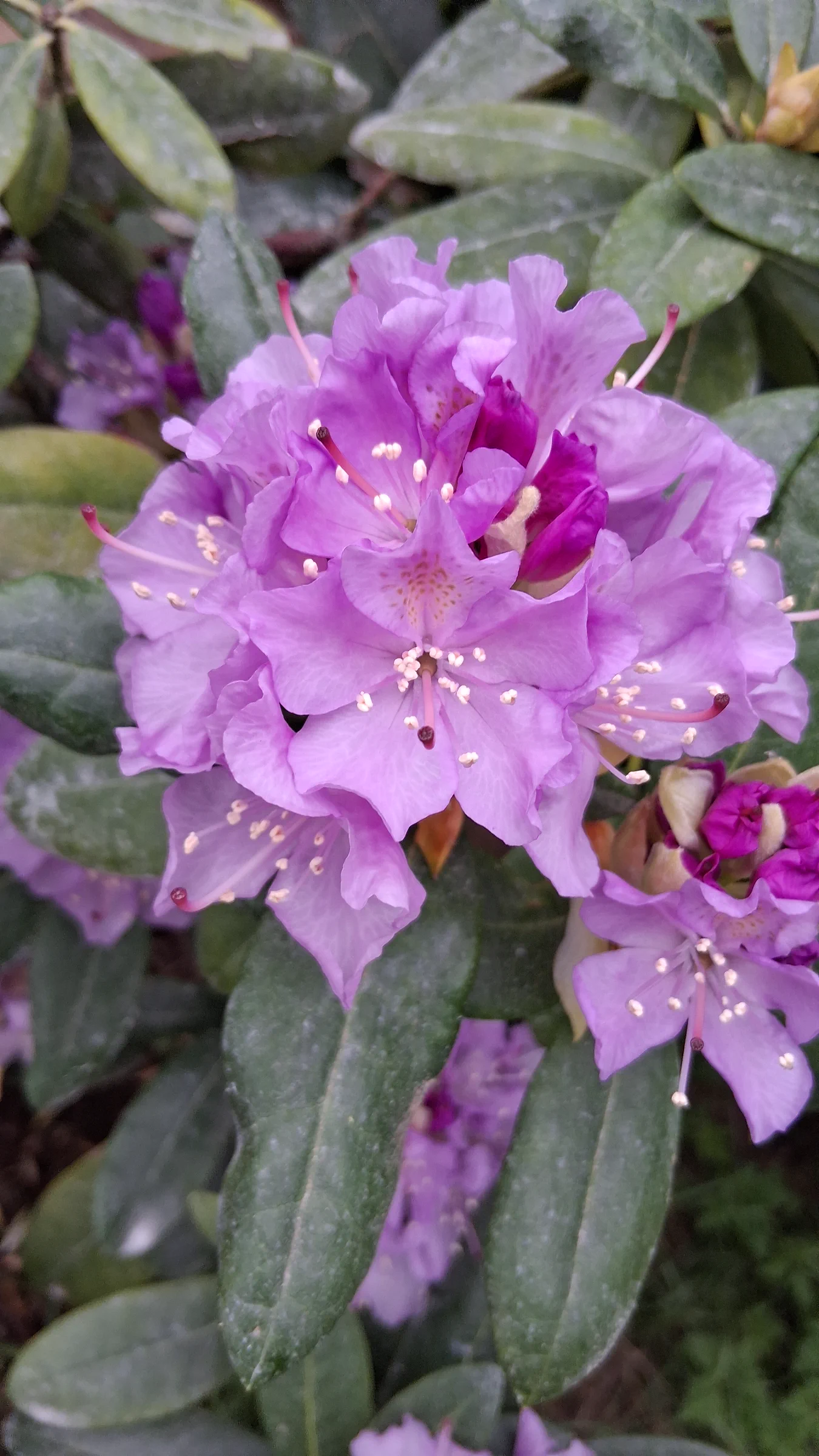 R. 'Lavender Queen' photo of R. 'Lavender Queen'. R. 'Lavender Queen' clear shot of flower with stamens, stigma, and blotch.. Location: Private Garden Seatac, WA. Photo by: Thatrhodylady