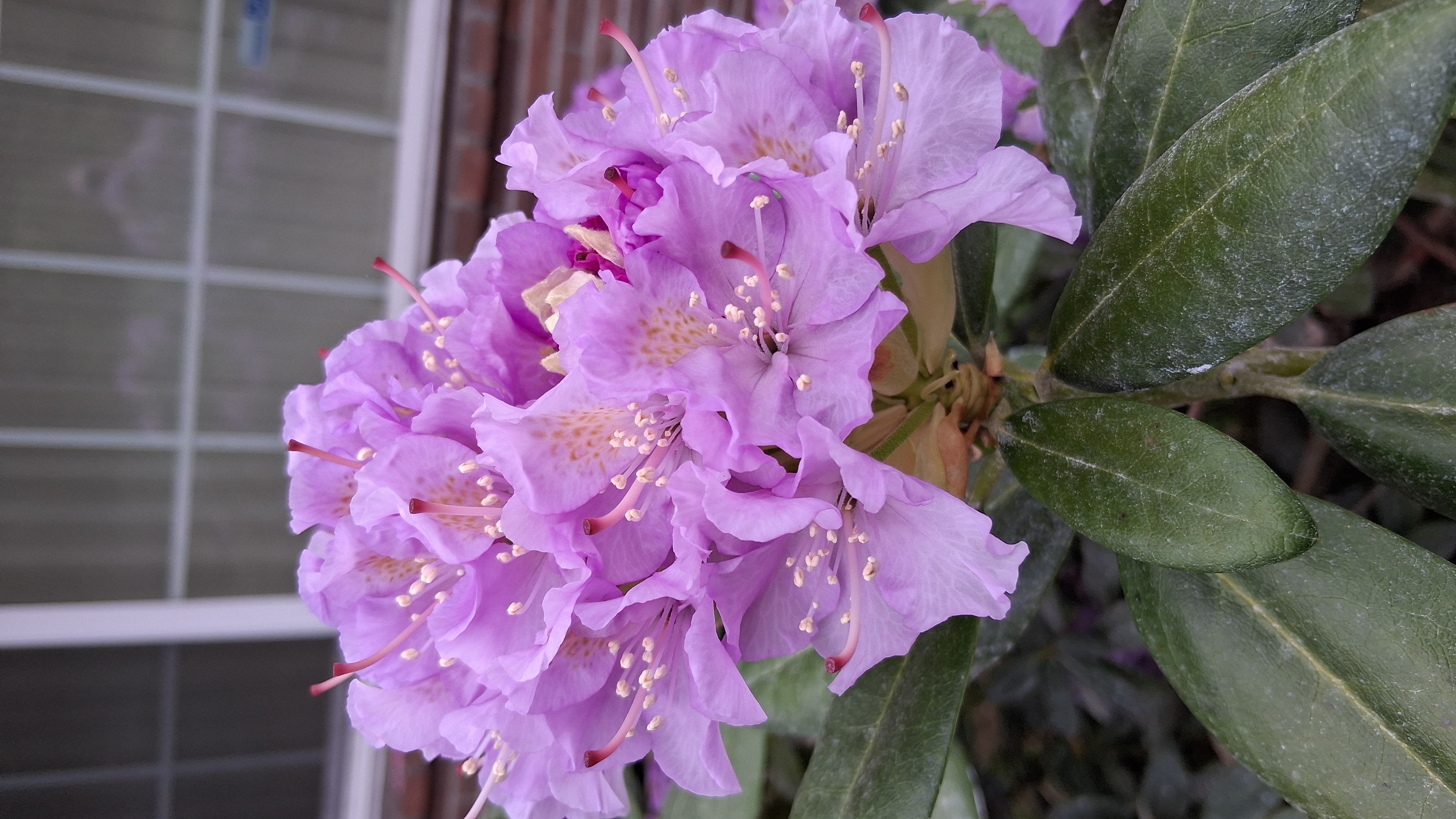 Rhododendron Lavender Queen photo