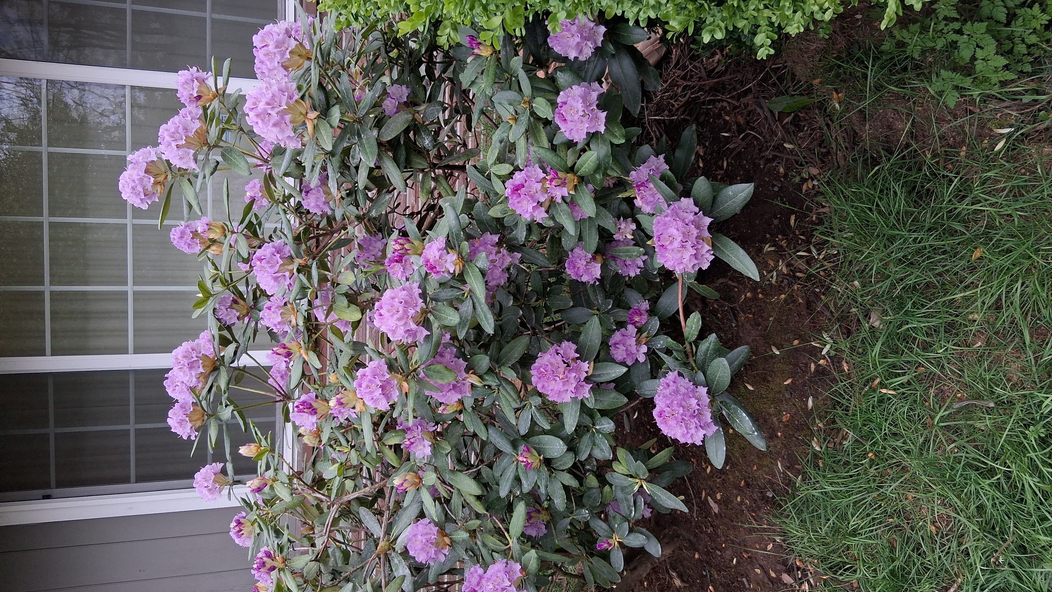 Rhododendron Lavender Queen photo