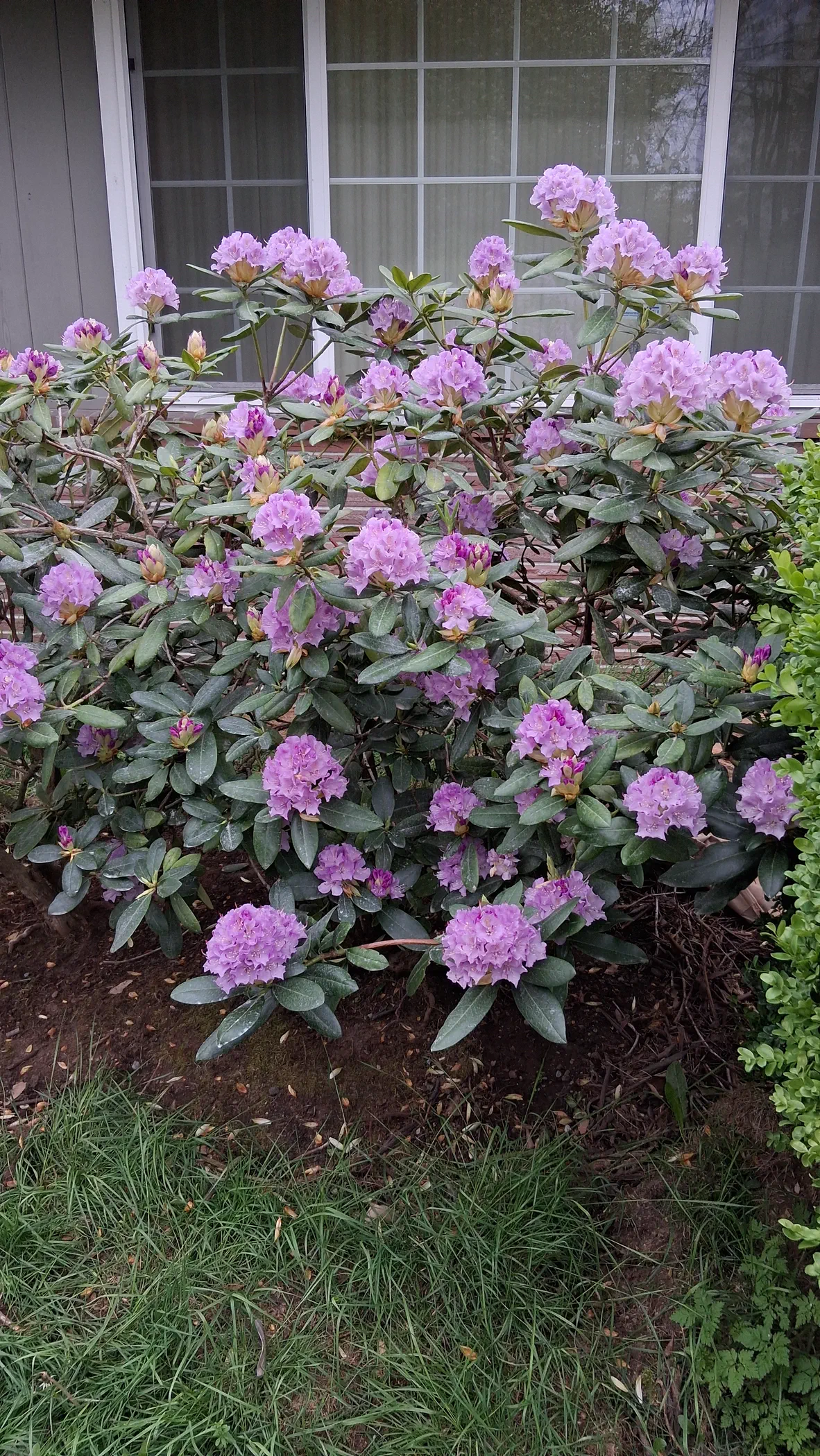 R. 'Lavender Queen' photo of R. 'Lavender Queen'. R. 'Lavender Queen' entire 1.7m tall shrub (5.5ft) planted in 1990.. Location: Private Garden Seatac, WA. Photo by: Thatrhodylady
