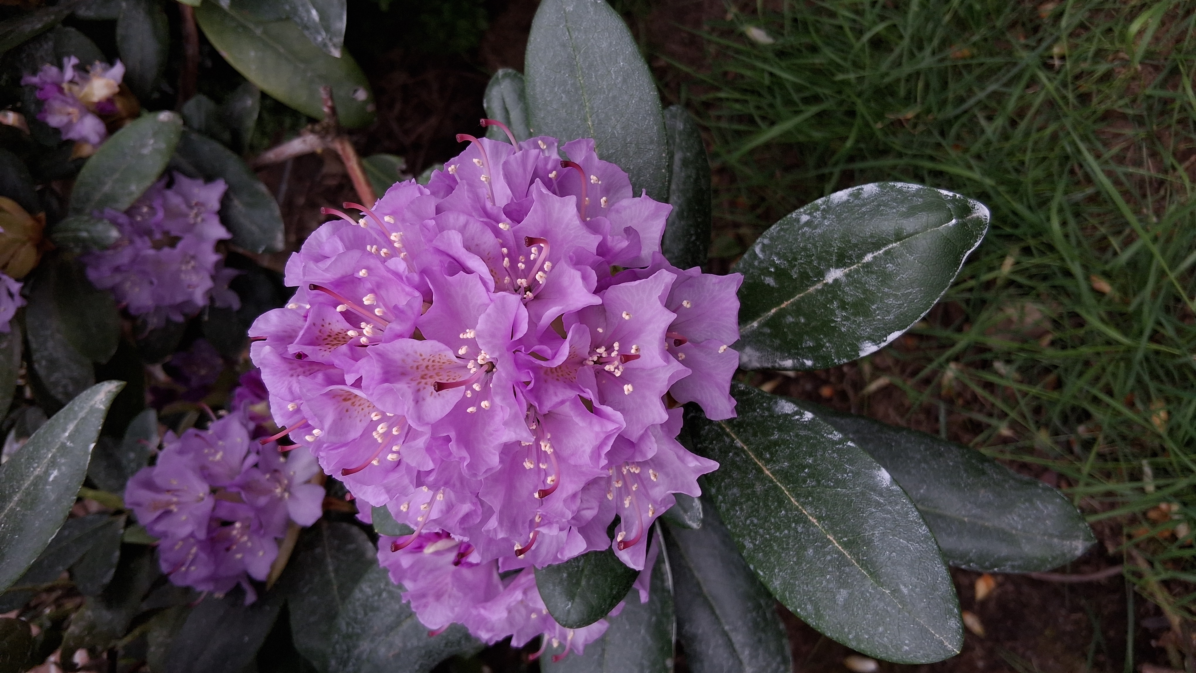 Rhododendron Lavender Queen photo