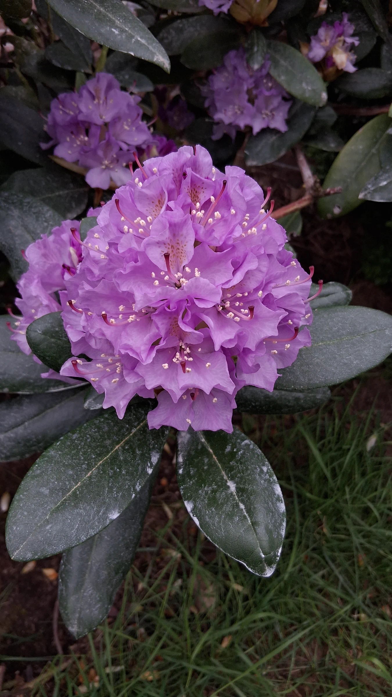 R. 'Lavender Queen' photo of R. 'Lavender Queen'. R. 'Lavender Queen' flowers.. Location: Private Garden Seatac, WA. Photo by: Thatrhodylady