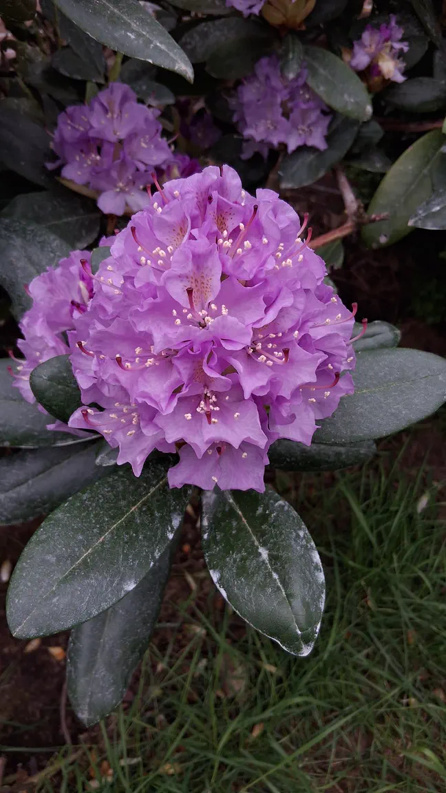 Photo of R. 'Lavender Queen', Rhododendron Hybrid