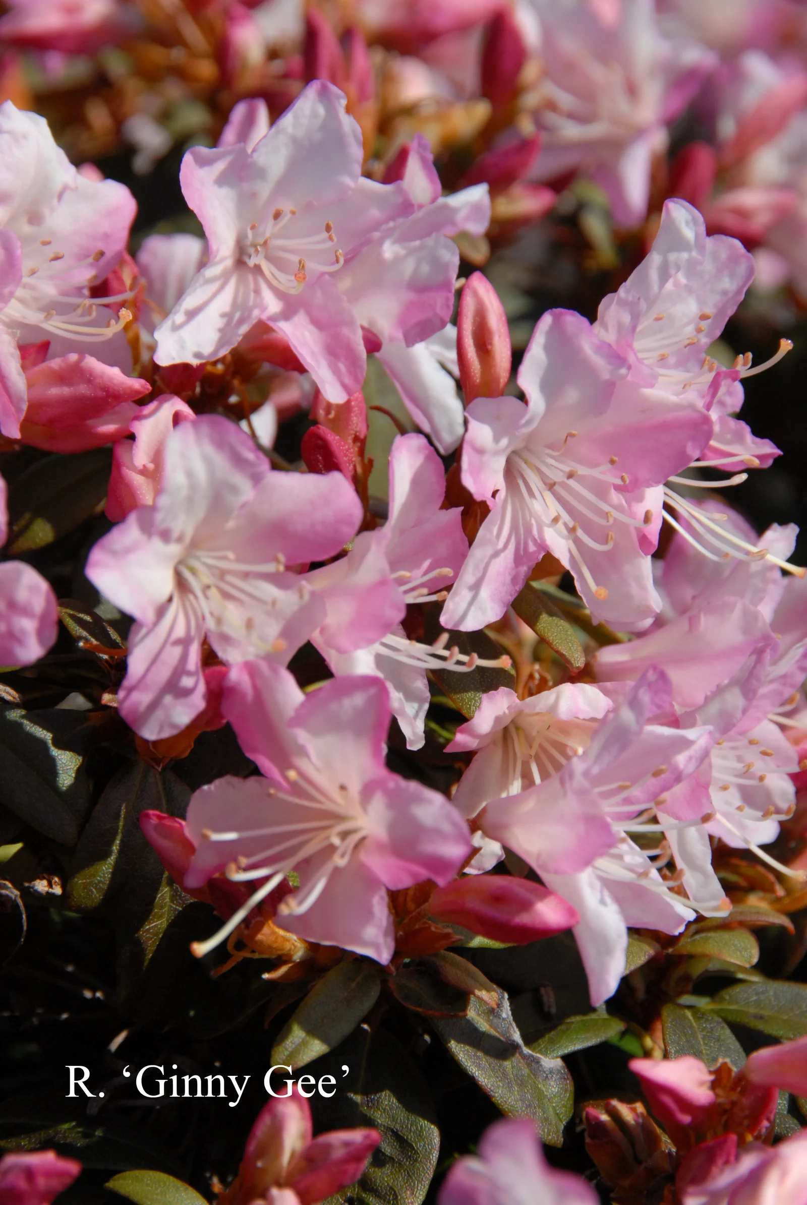 R. 'Ginny Gee' photo of R. 'Ginny Gee'. Location: Fearing's Farm Nursery, Abbotsford, BC, Canada. Photo by: Harold Fearing