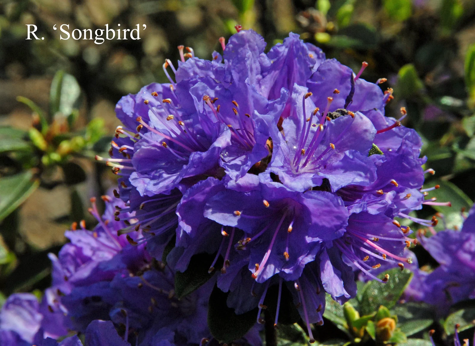 R. 'Songbird' photo of R. 'Songbird'. Location: Fearing's Farm Nursery, Abbotsford, BC, Canada. Photo by: Harold Fearing