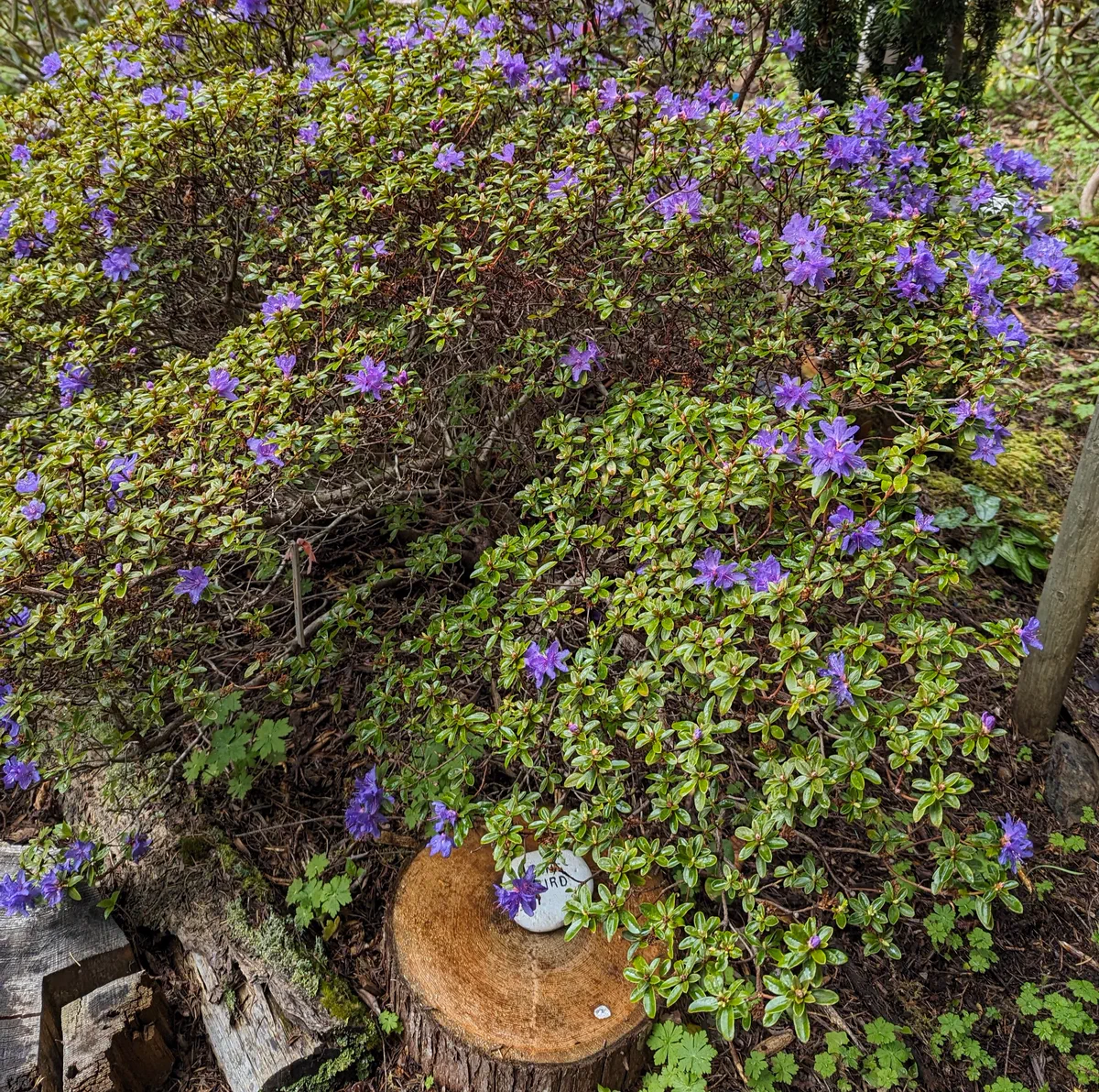 R. 'Songbird' photo of R. 'Songbird'. Plant habit. Location: Sooke, South Vancouver Island, BC, Canada. Photo by: John Verwolf