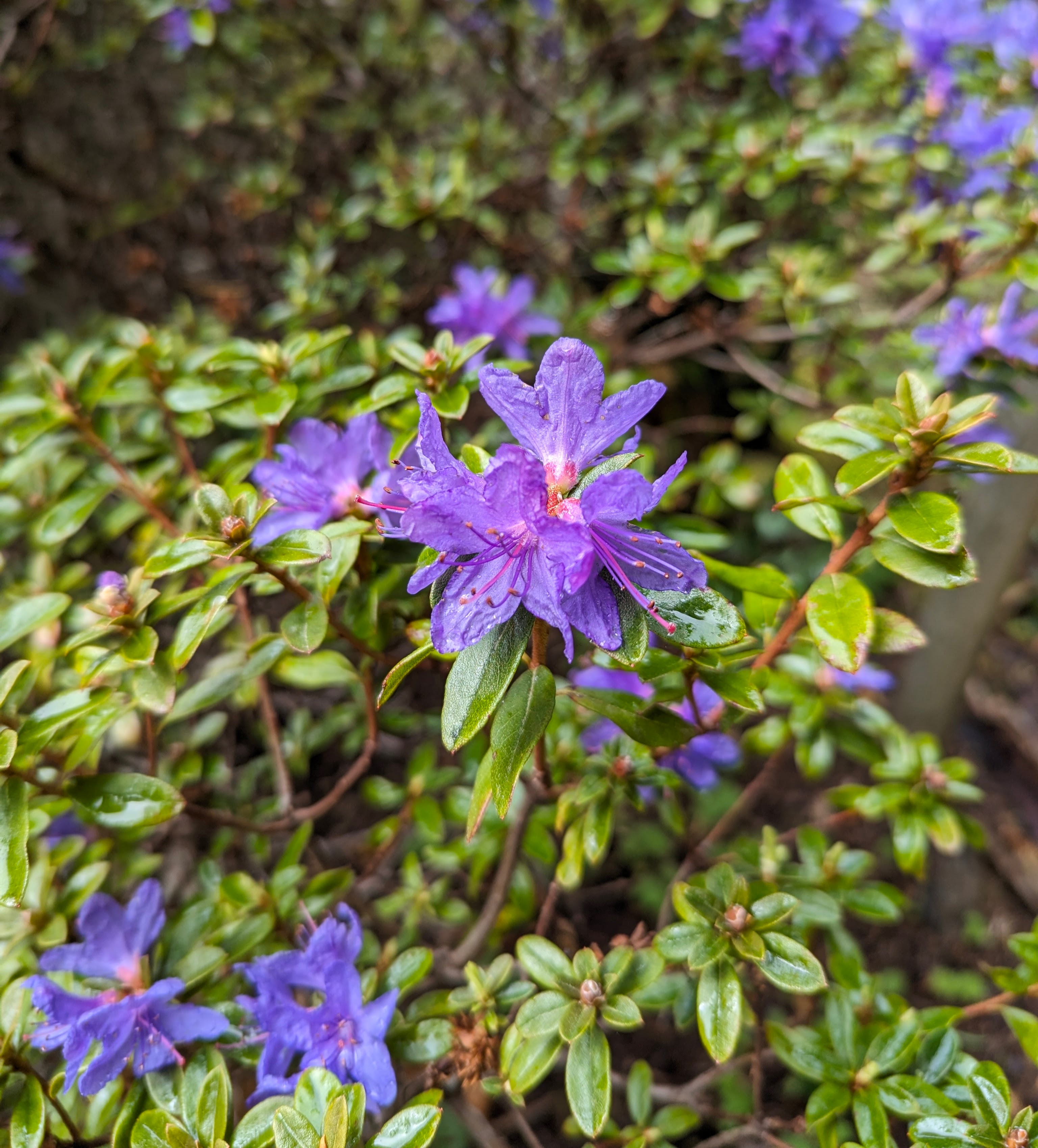 Rhododendron Songbird photo