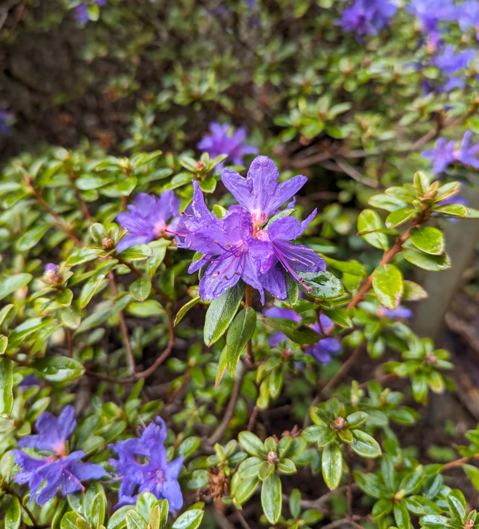 R. 'Songbird' photo of R. 'Songbird'. Flower detail. Location: Sooke, South Vancouver Island, BC, Canada. Photo by: John Verwolf