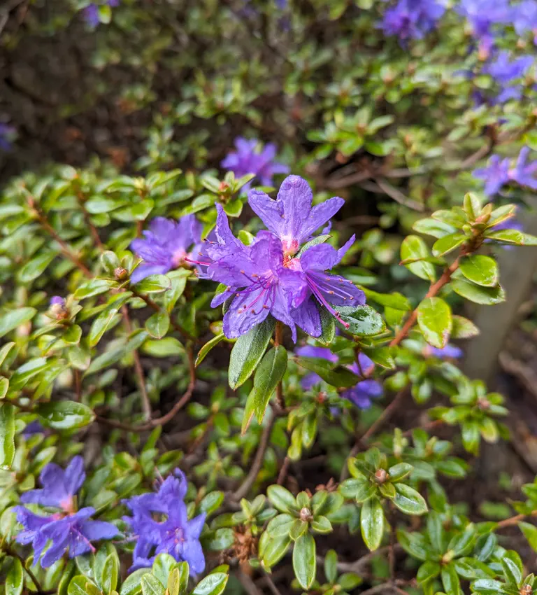 Photo of R. 'Songbird', Rhododendron Hybrid