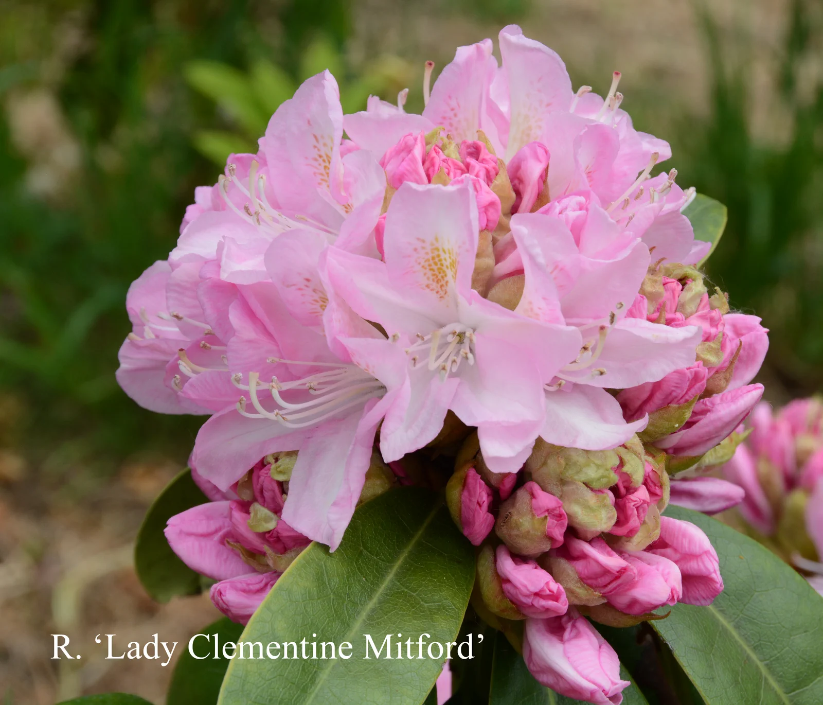 R. 'Lady Clementine Mitford' photo of R. 'Lady Clementine Mitford'. Location: Fearing's Farm Nursery, Abbotsford, BC, Canada. Photo by: Harold Fearing