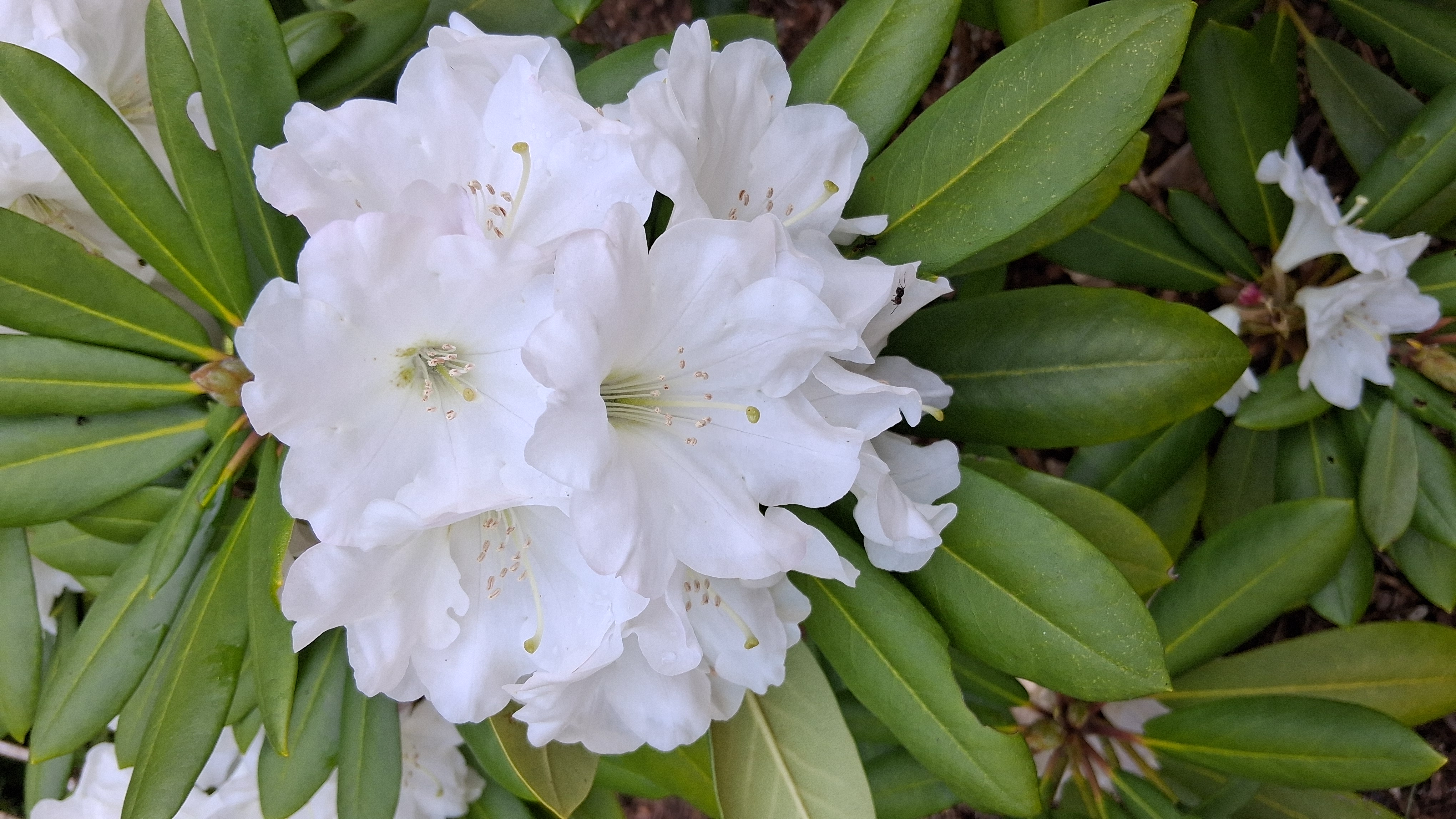 Rhododendron Nestucca photo